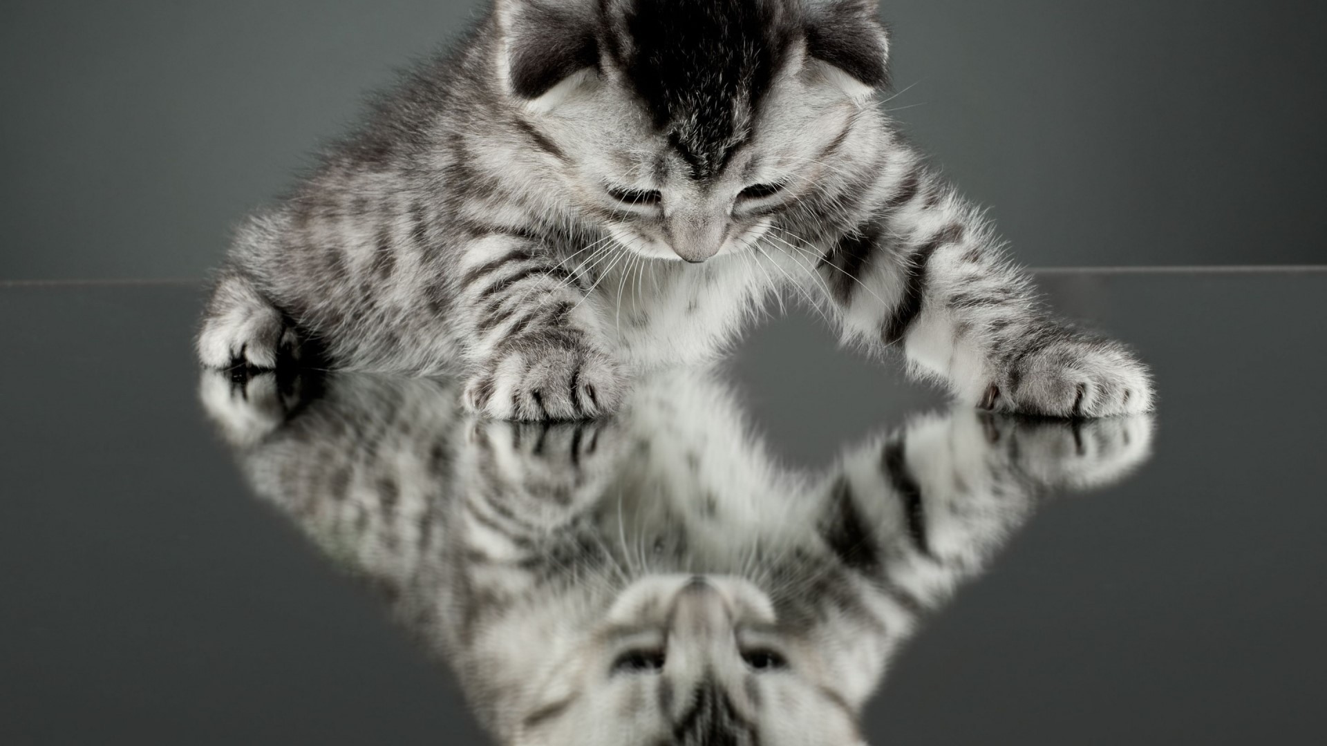 Kitten with Reflection HD Wallpaper