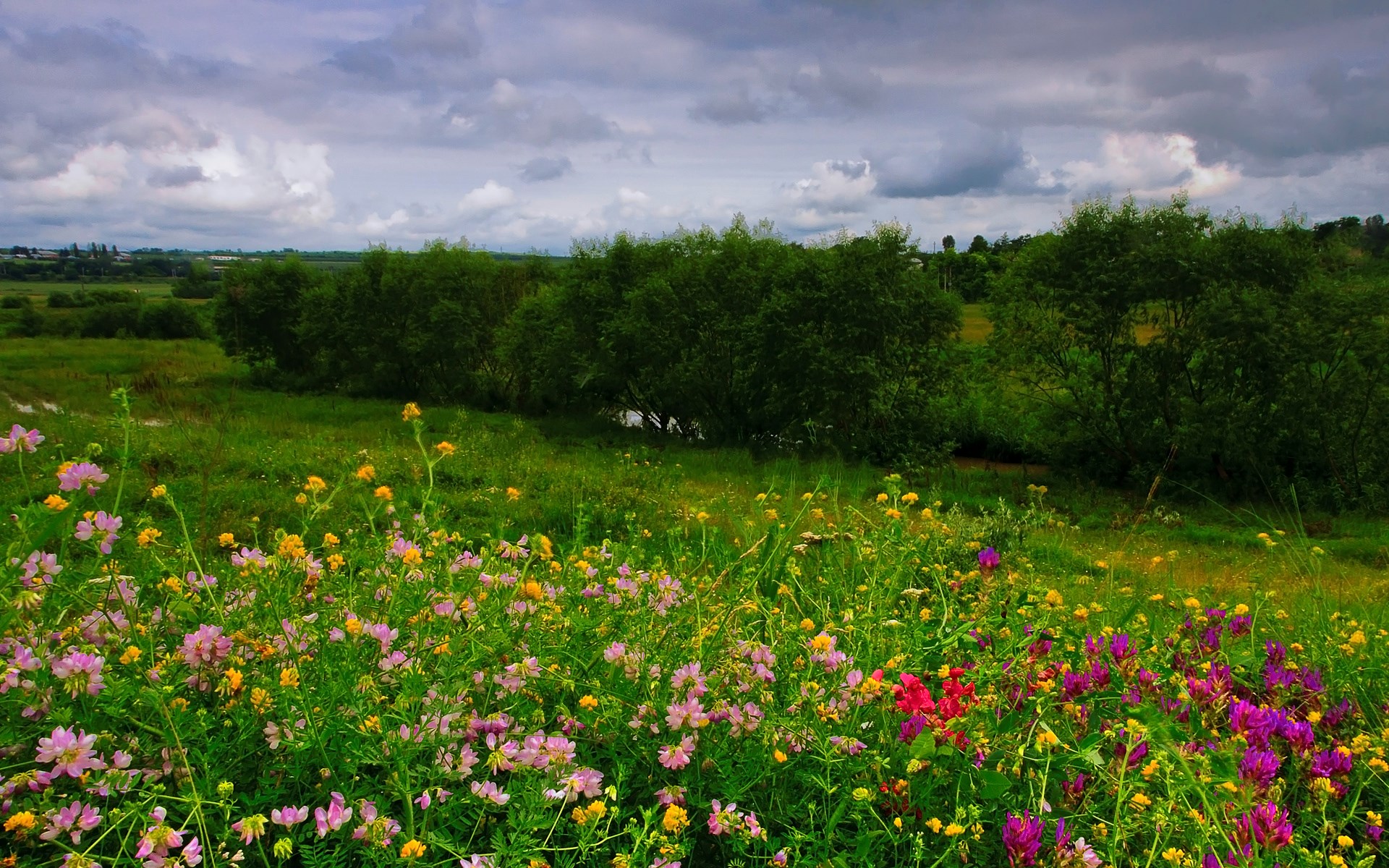 Field of wildflowers under a cloudy sky HD Wallpaper