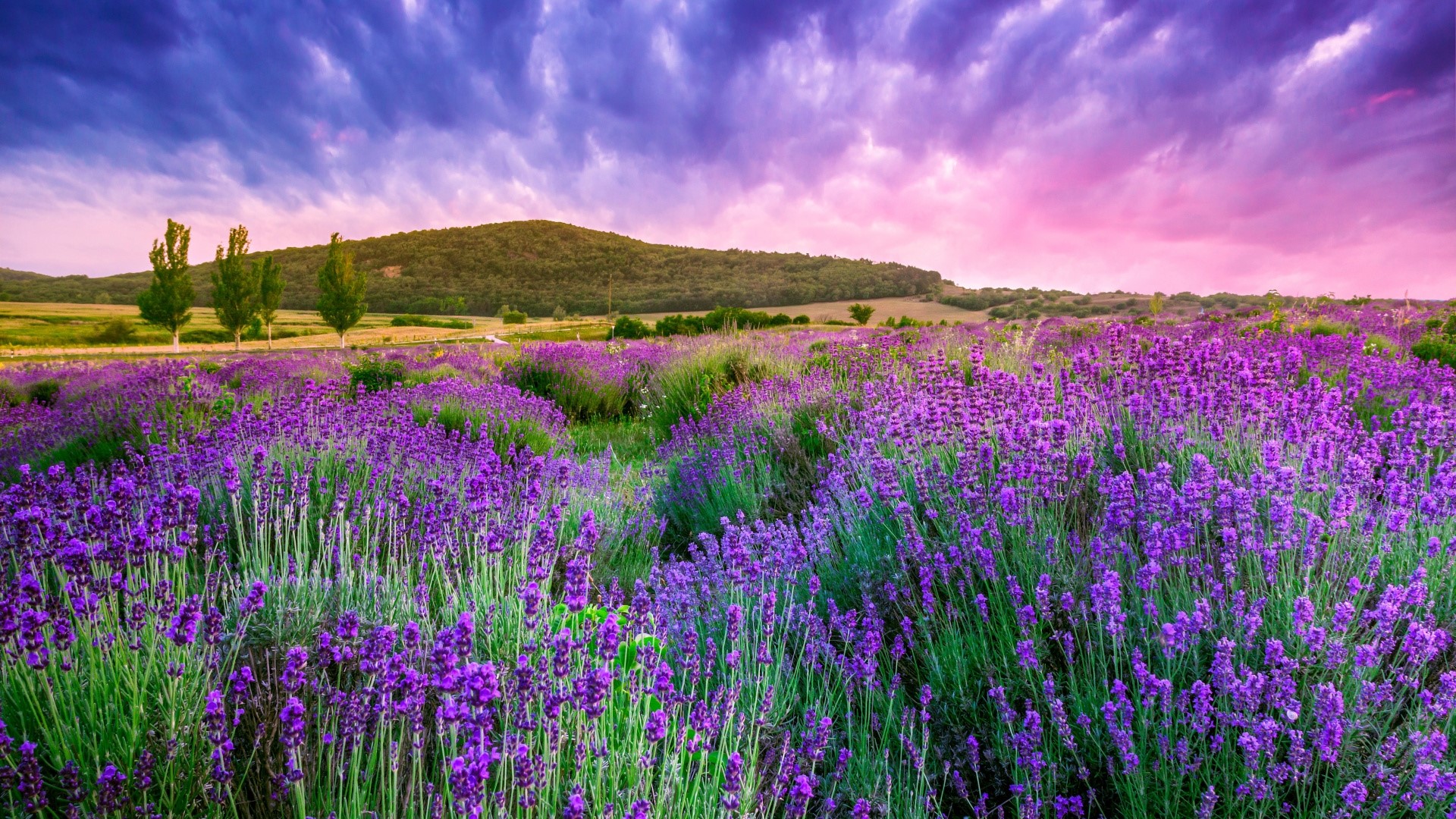 Lavender field with rolling hills and dramatic sky HD Wallpaper
