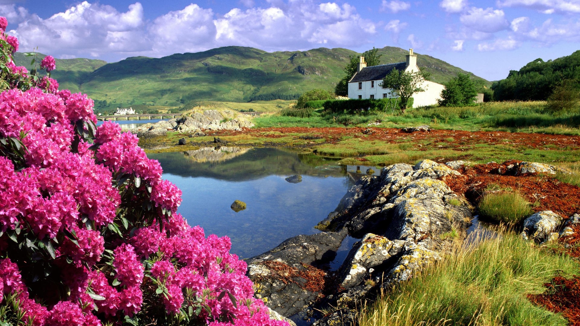 Pink rhododendrons by a loch with a white house HD Wallpaper