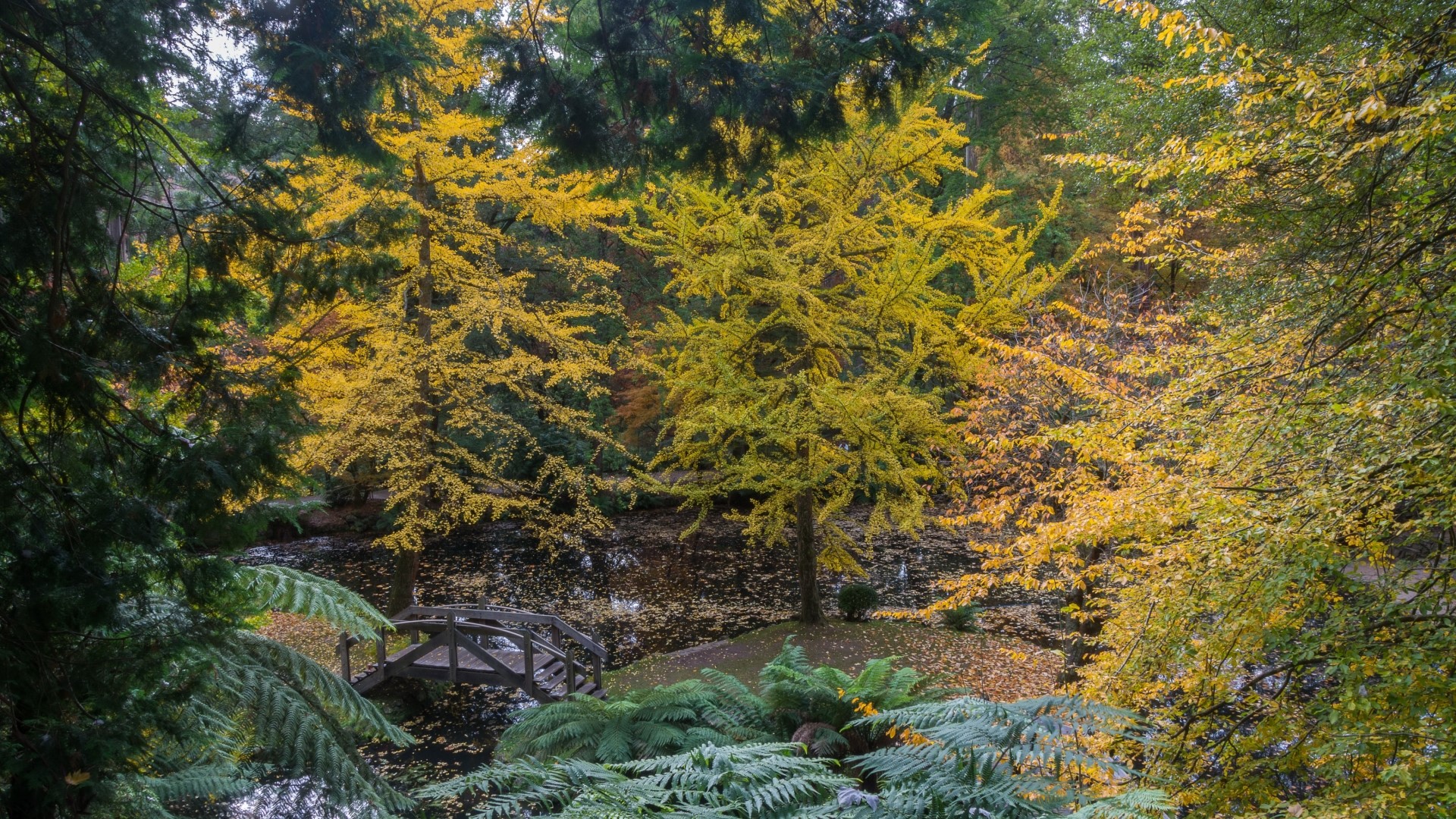 Autumnal garden with a wooden bridge over a pond HD Wallpaper