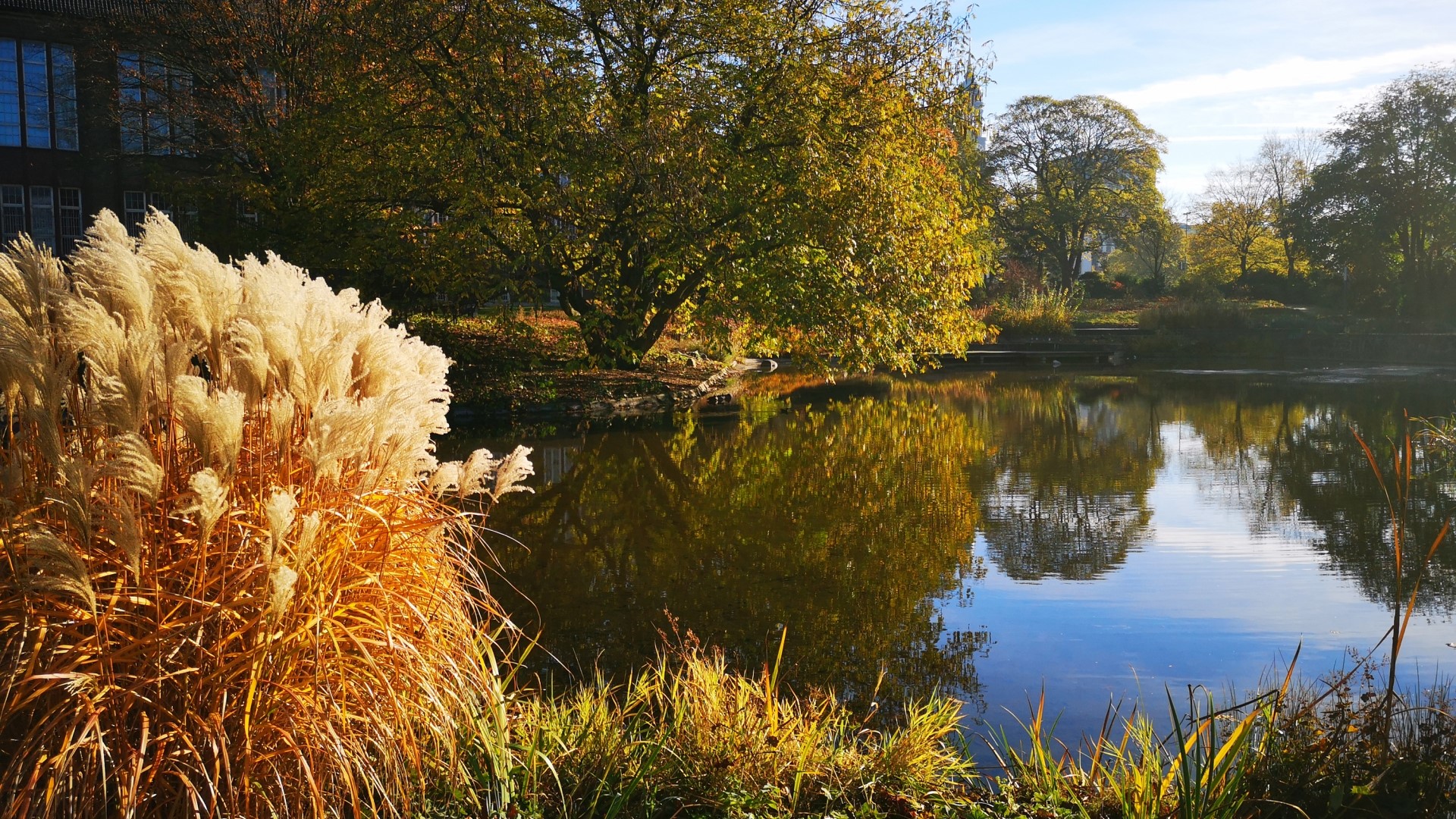 Pampas grass by a pond in Hamburg, Germany HD Wallpaper