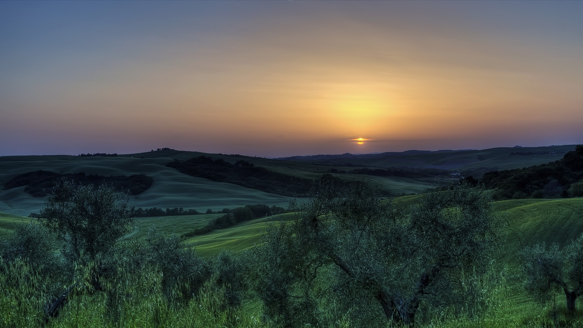 Sunset over rolling green hills with olive trees HD Wallpaper