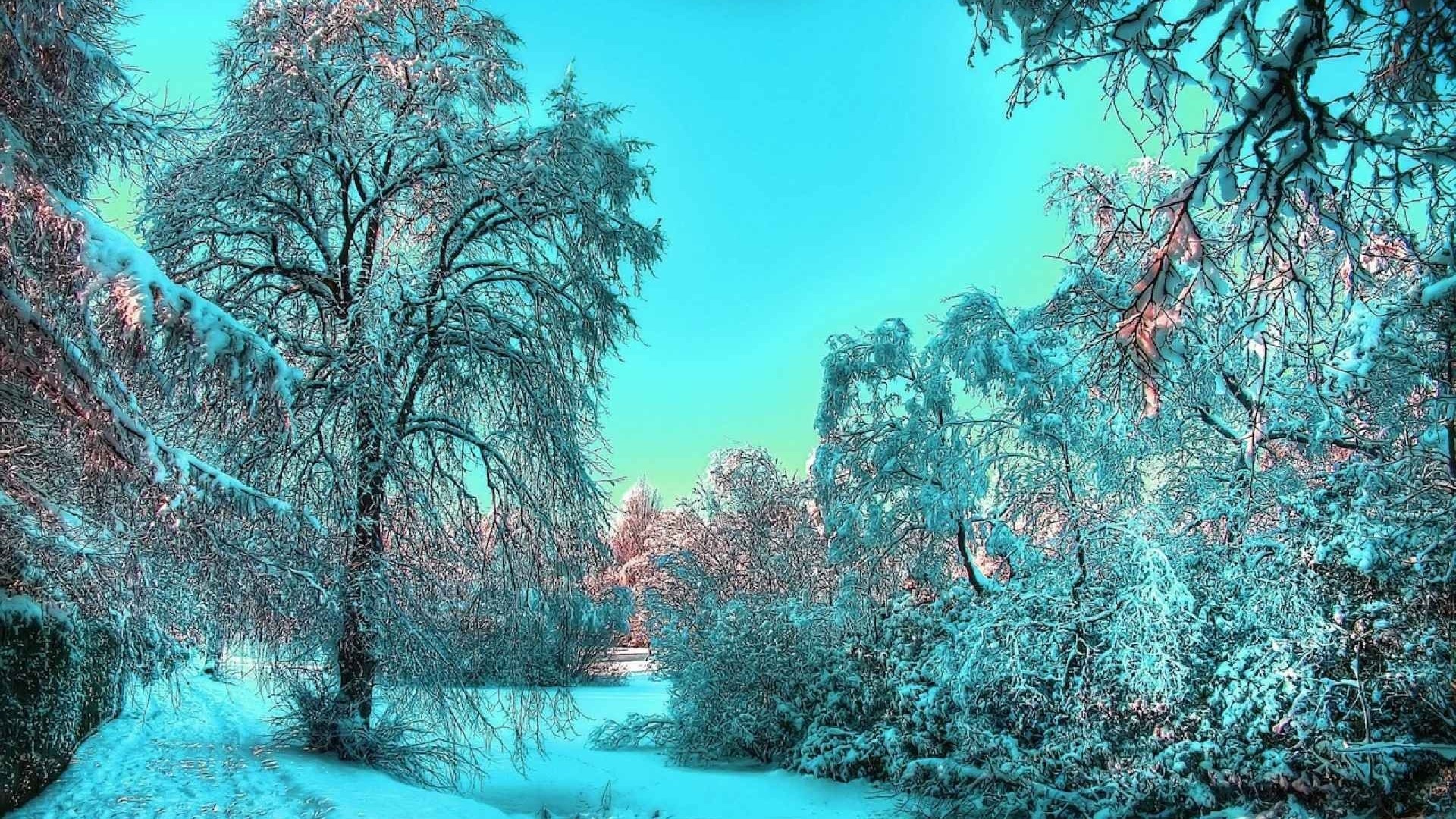 Turquoise winter forest with snow-covered trees HD Wallpaper