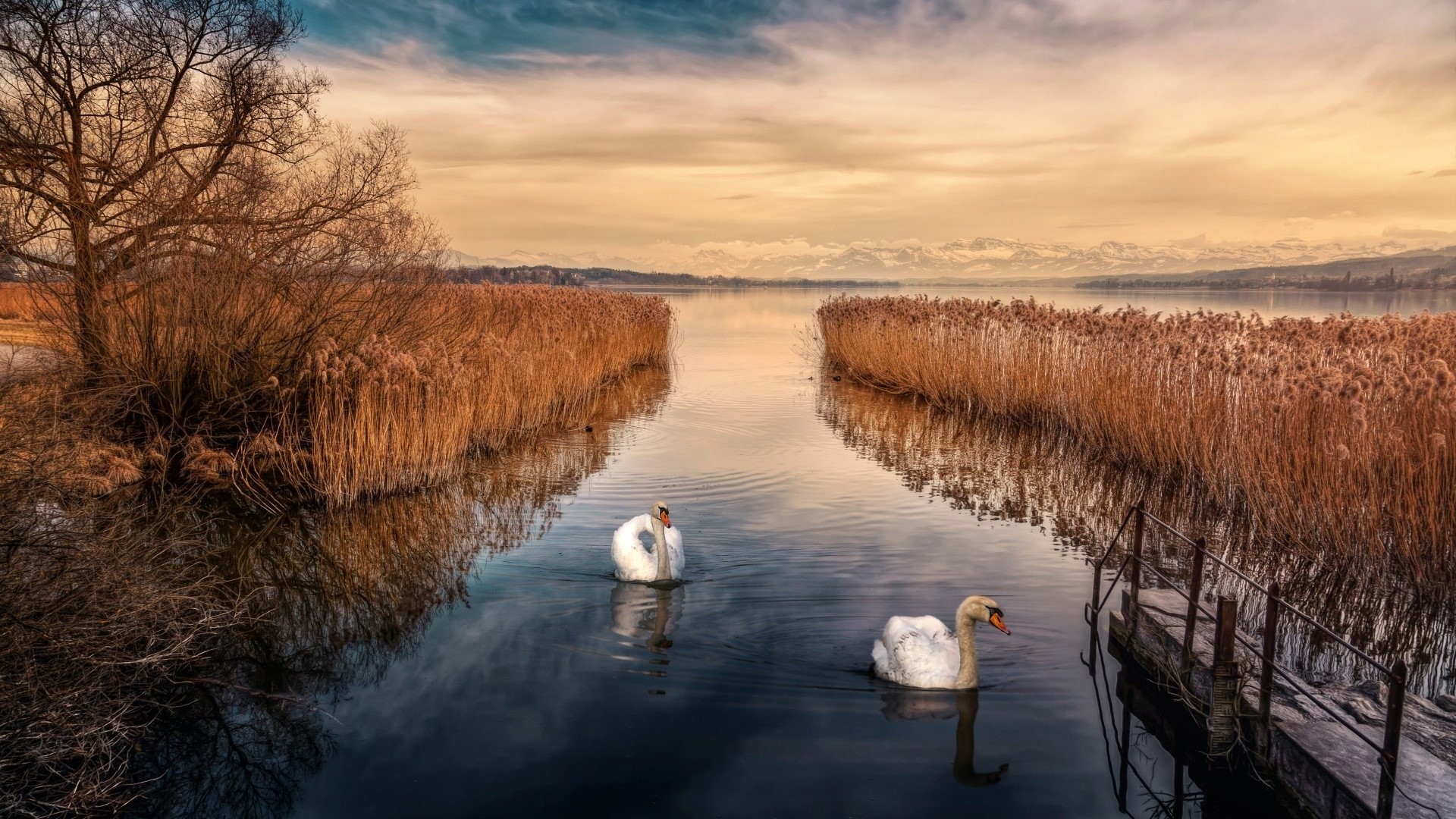 Two swans swim in a lake with reeds and mountains HD Wallpaper