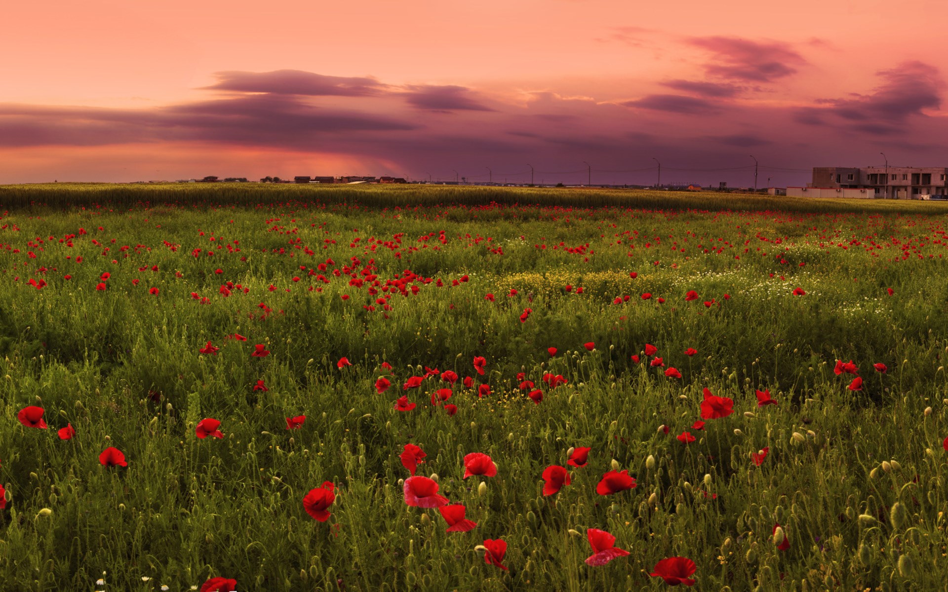 Field of red poppies at sunset HD Wallpaper
