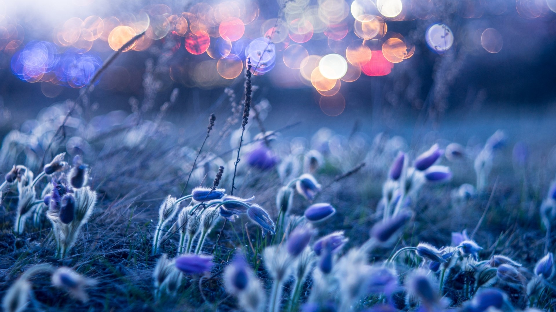 Purple flowers in a field with bokeh lights HD Wallpaper