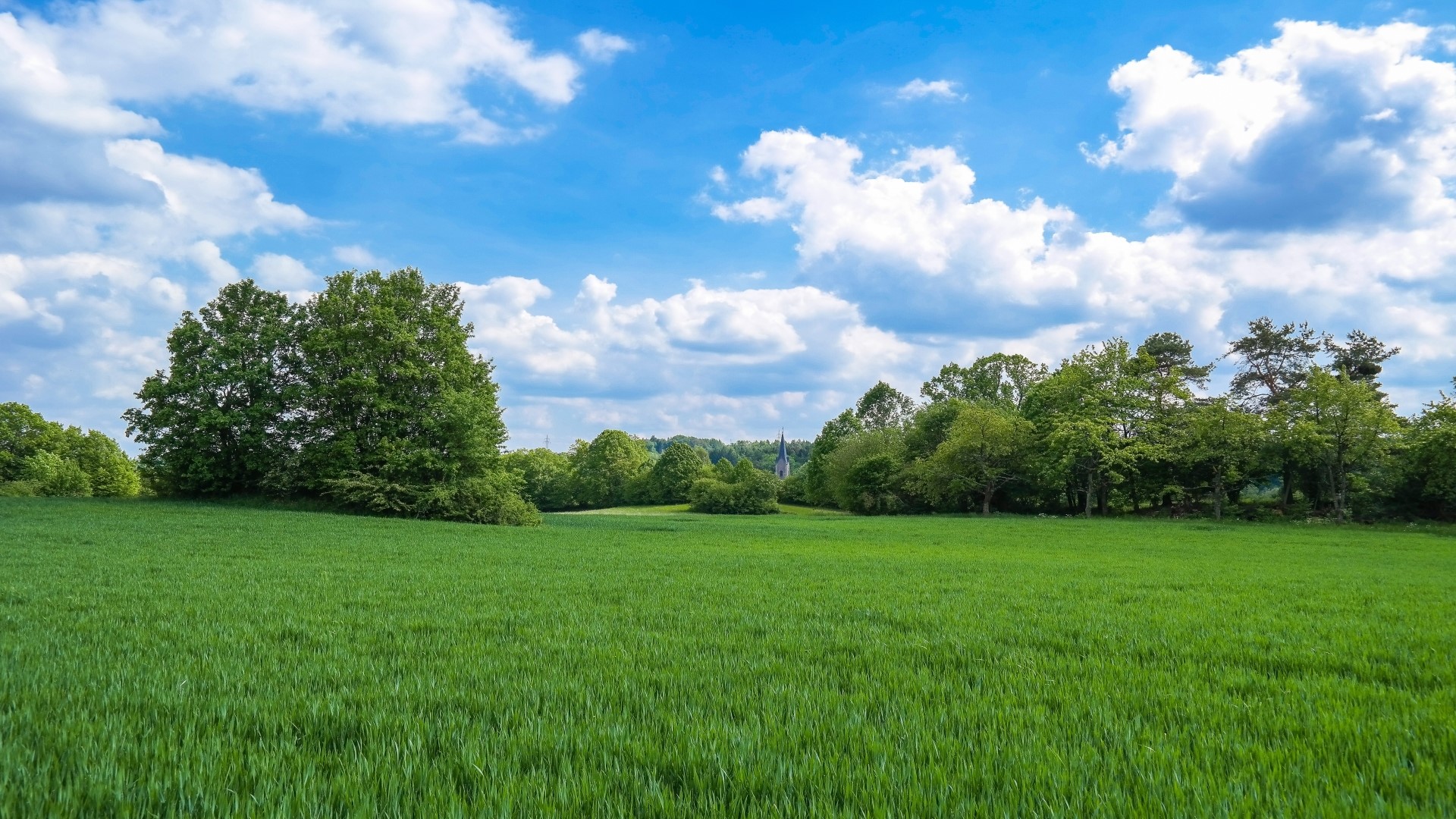 Green field with trees and blue sky HD Wallpaper