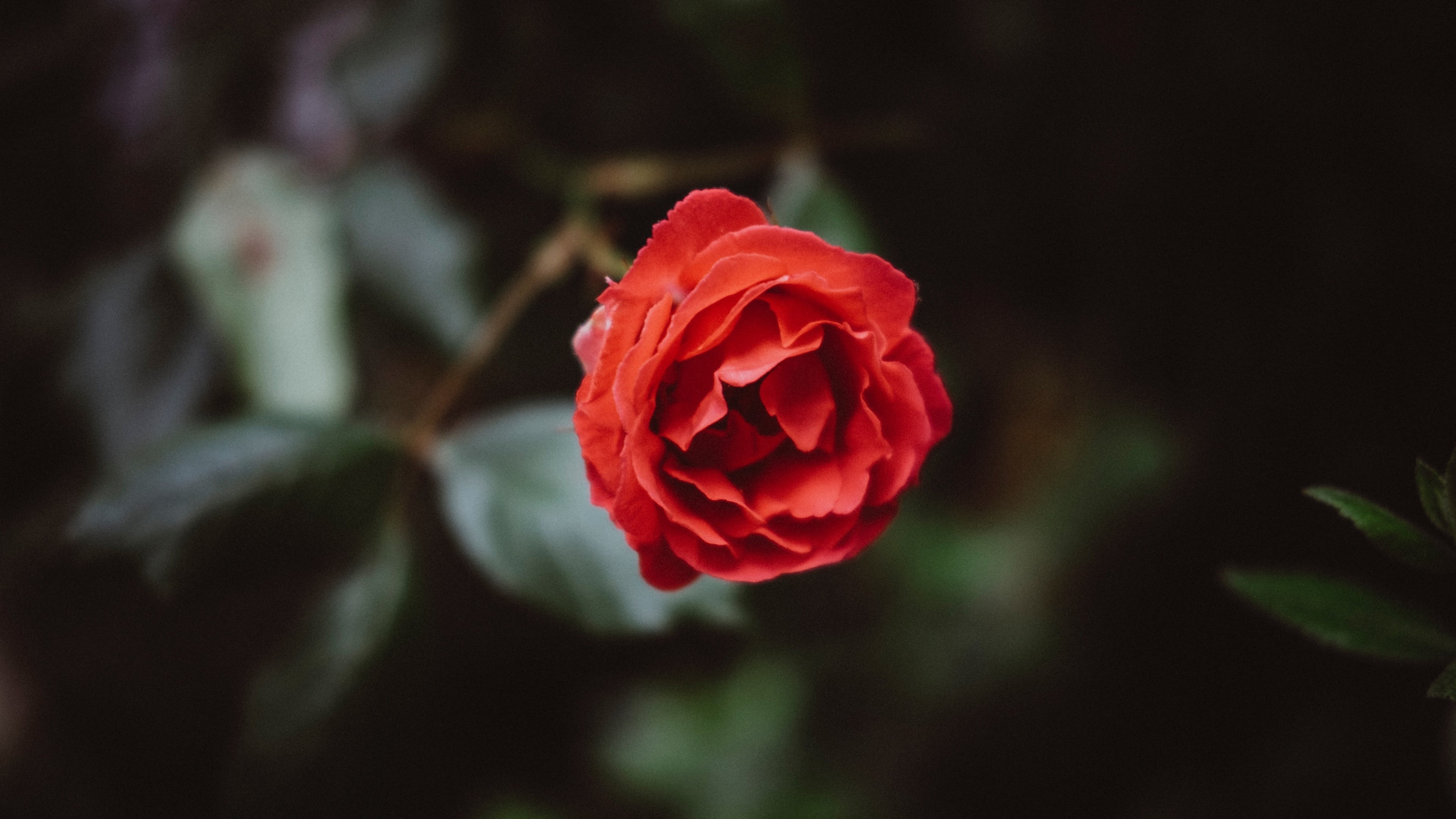 Red Rose HD Wallpaper