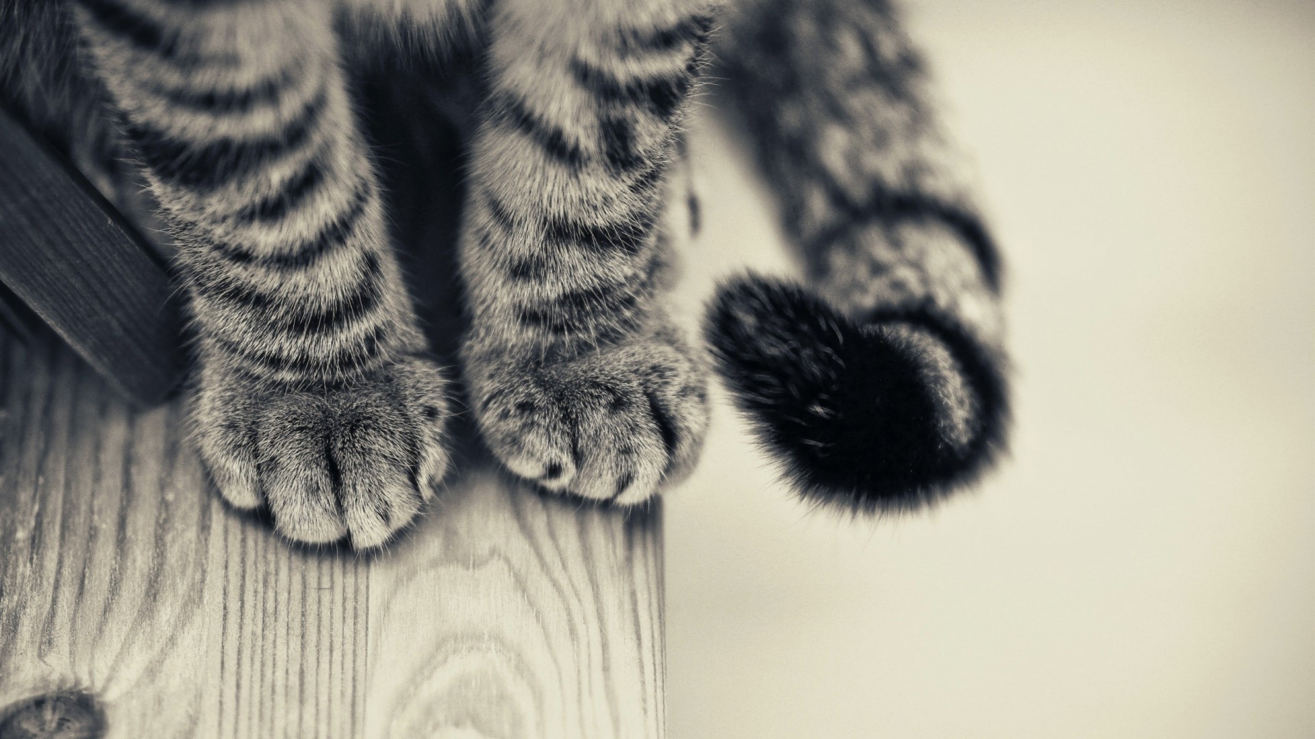 Close-up of a tabby cat's paws and tail HD Wallpaper