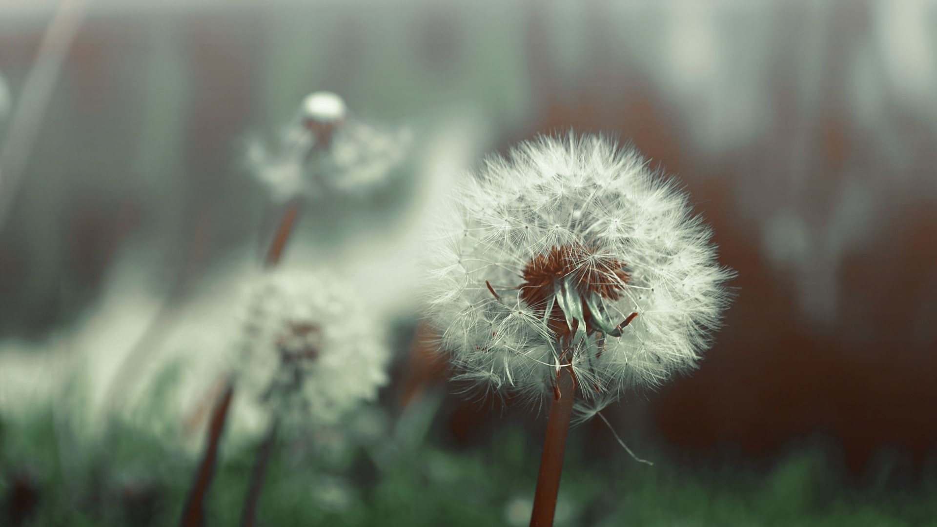 Dandelion seed heads in soft focus HD Wallpaper