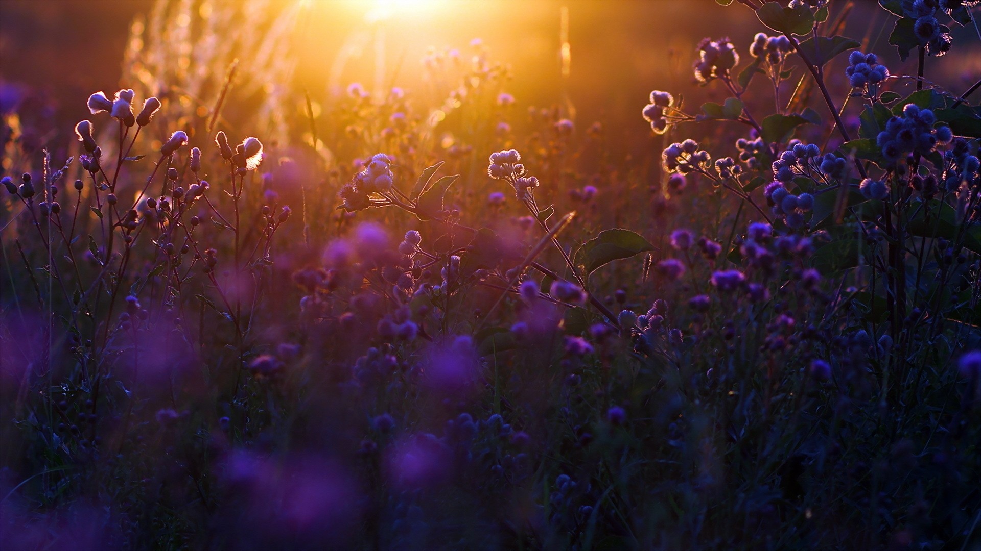 Purple wildflowers in golden sunset light HD Wallpaper