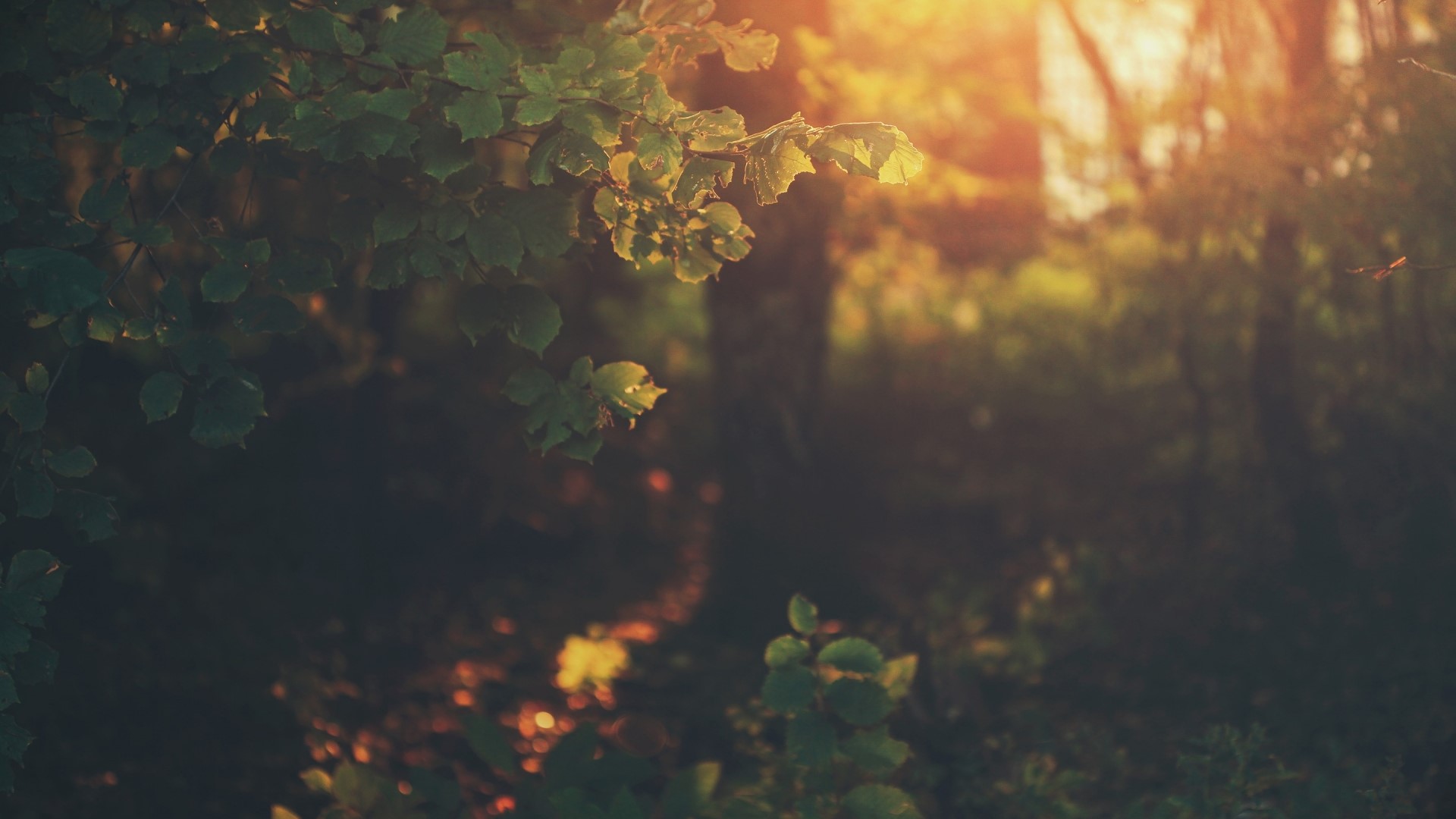 Sunlight filtering through forest leaves HD Wallpaper