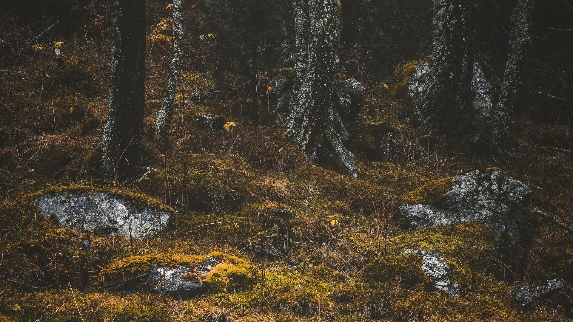 Mossy rocks and trees in a dark forest HD Wallpaper