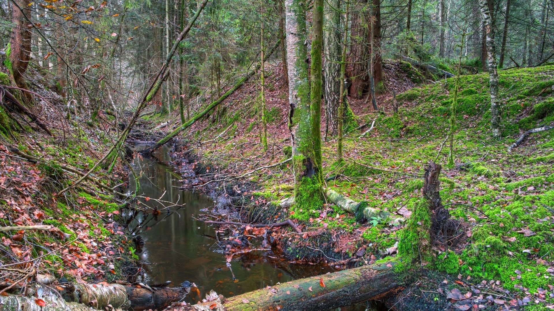 Forest ditch with moss and fallen leaves HD Wallpaper