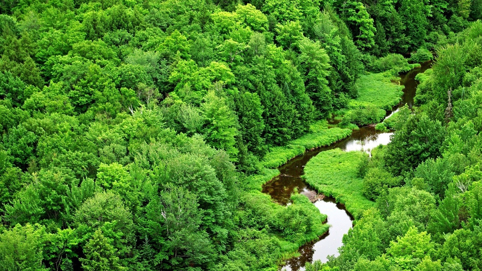 River flowing through a dense green forest HD Wallpaper