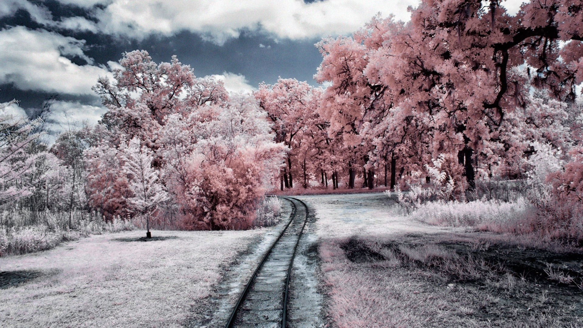 Train tracks through a pink forest HD Wallpaper