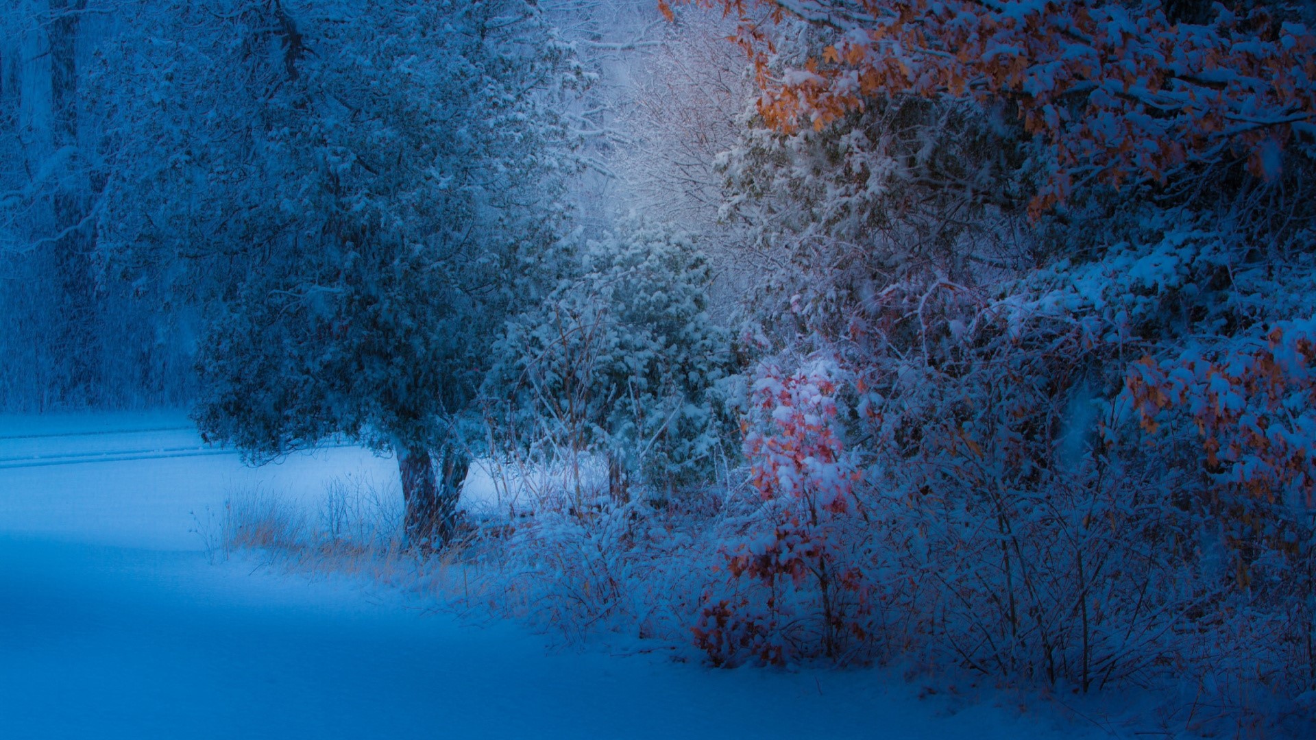 Winter forest with snow and red leaves HD Wallpaper