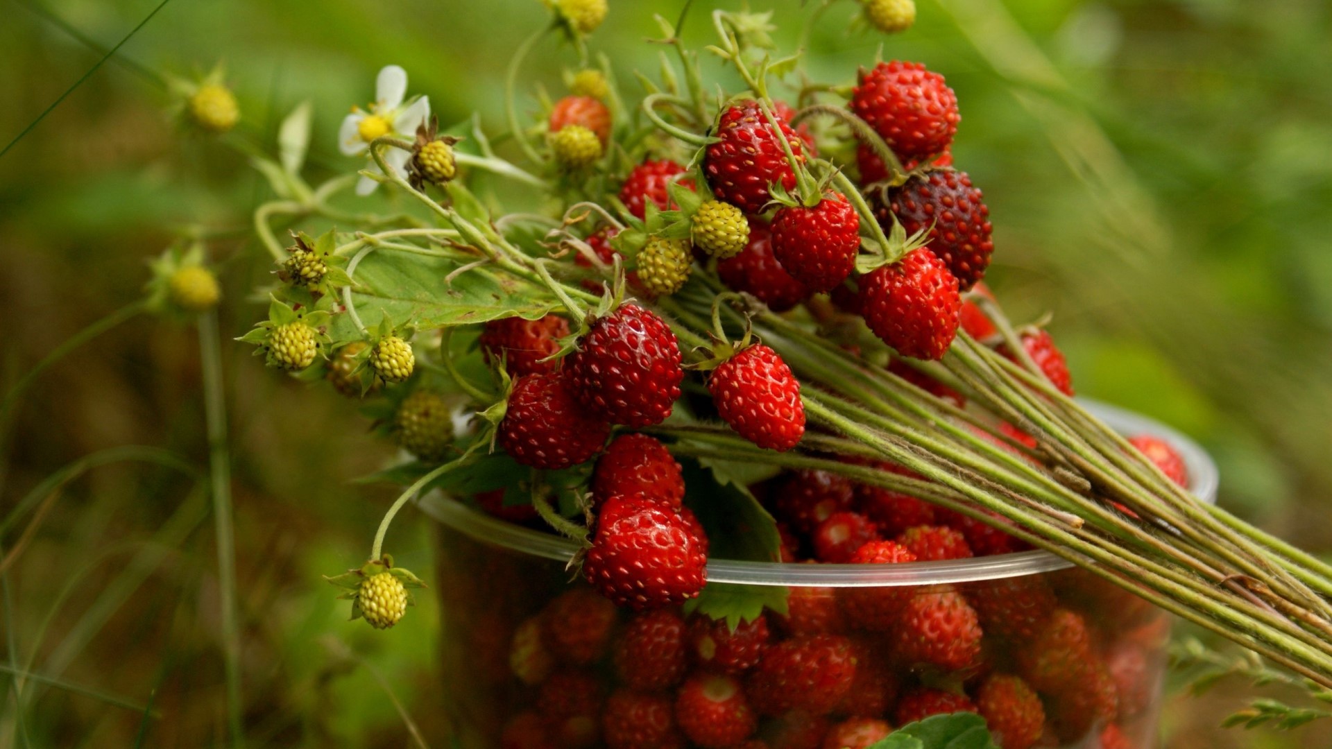 Wild Strawberries in a Bucket HD Wallpaper