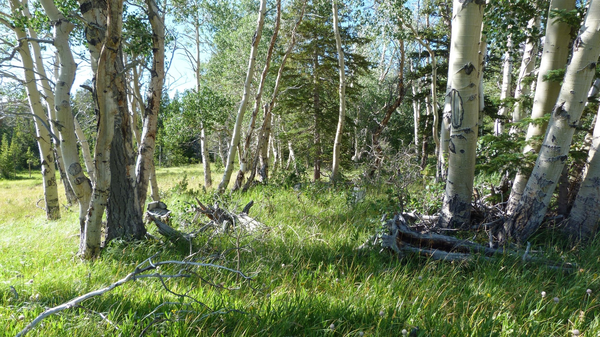 Aspen trees in a sunlit forest clearing HD Wallpaper