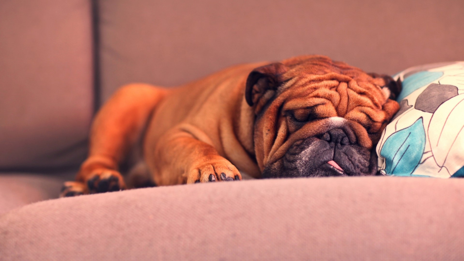 English Bulldog sleeping on a couch HD Wallpaper
