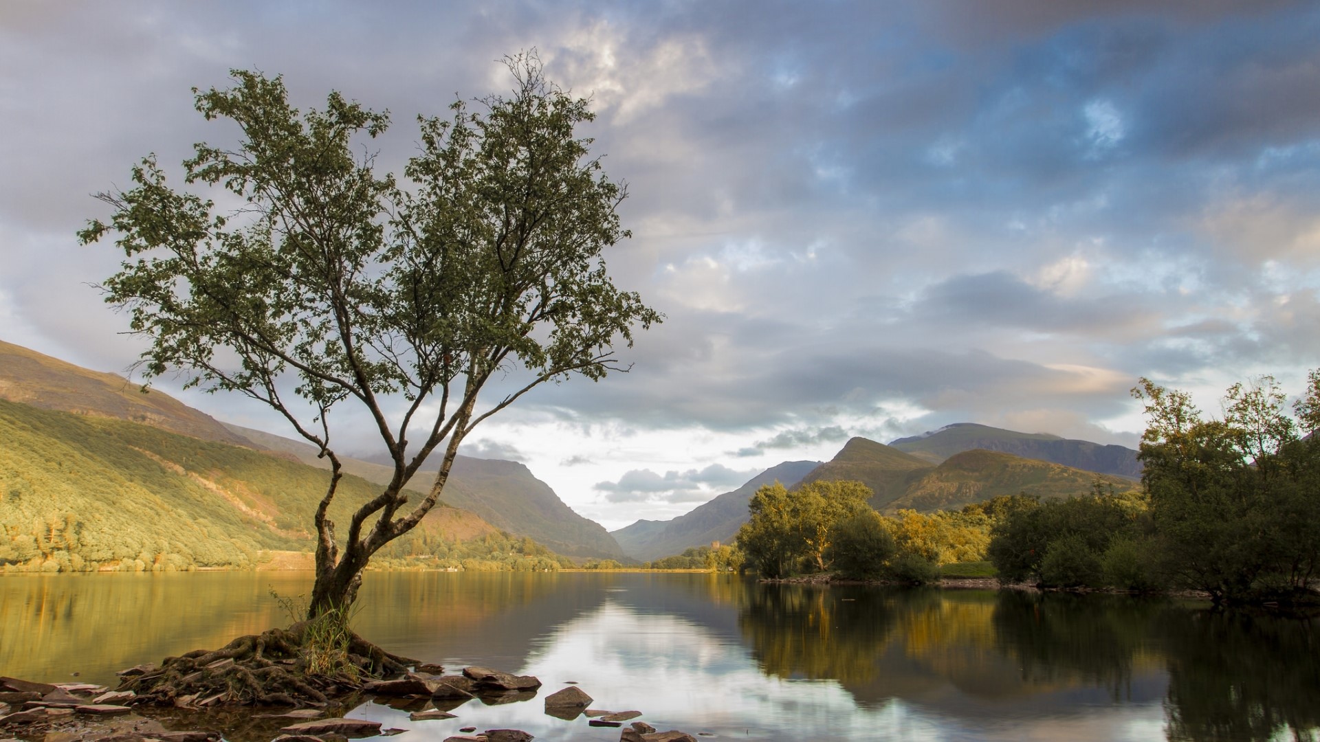 Tree on a lake with mountains HD Wallpaper
