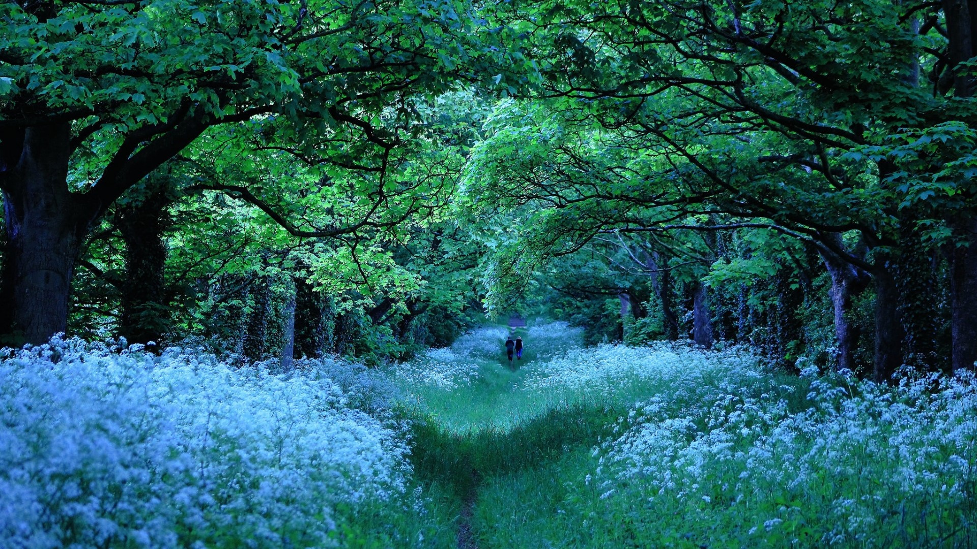 A path through a forest with white flowers HD Wallpaper