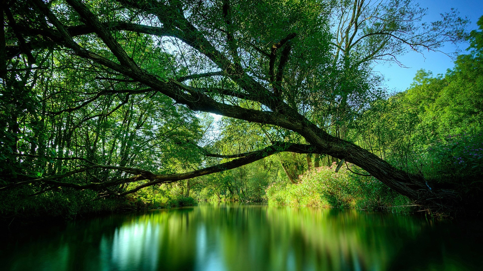 Tree over a river in a forest HD Wallpaper