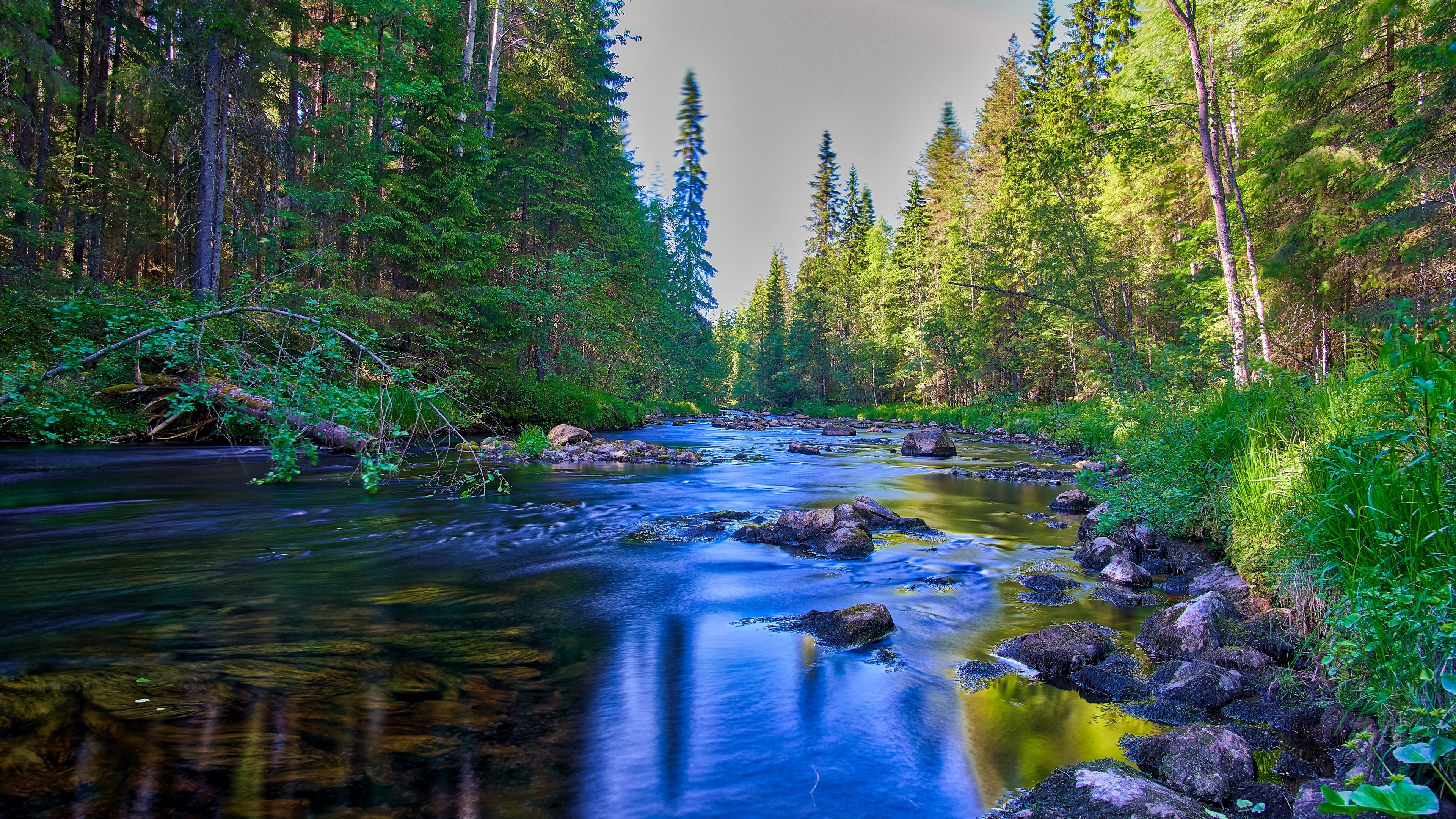 4K Finnish river in forest HD Wallpaper