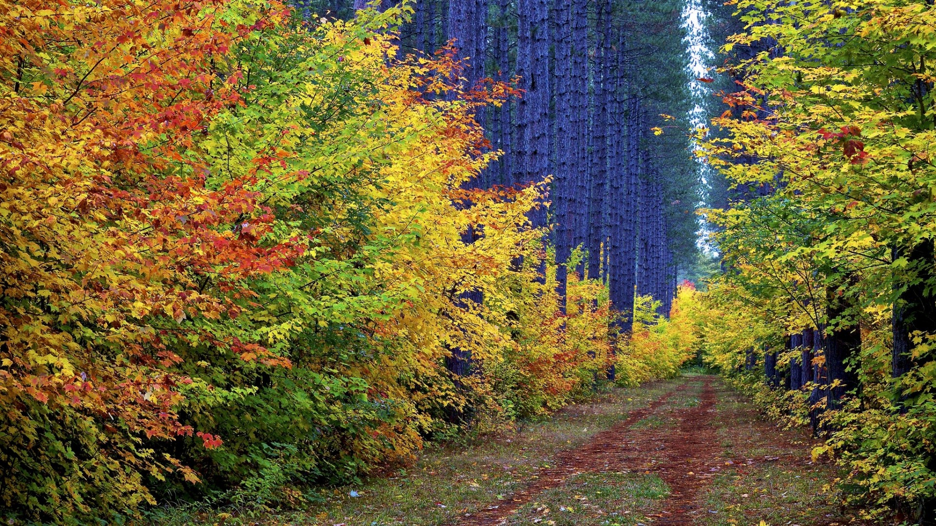 Autumn forest path with colorful trees HD Wallpaper