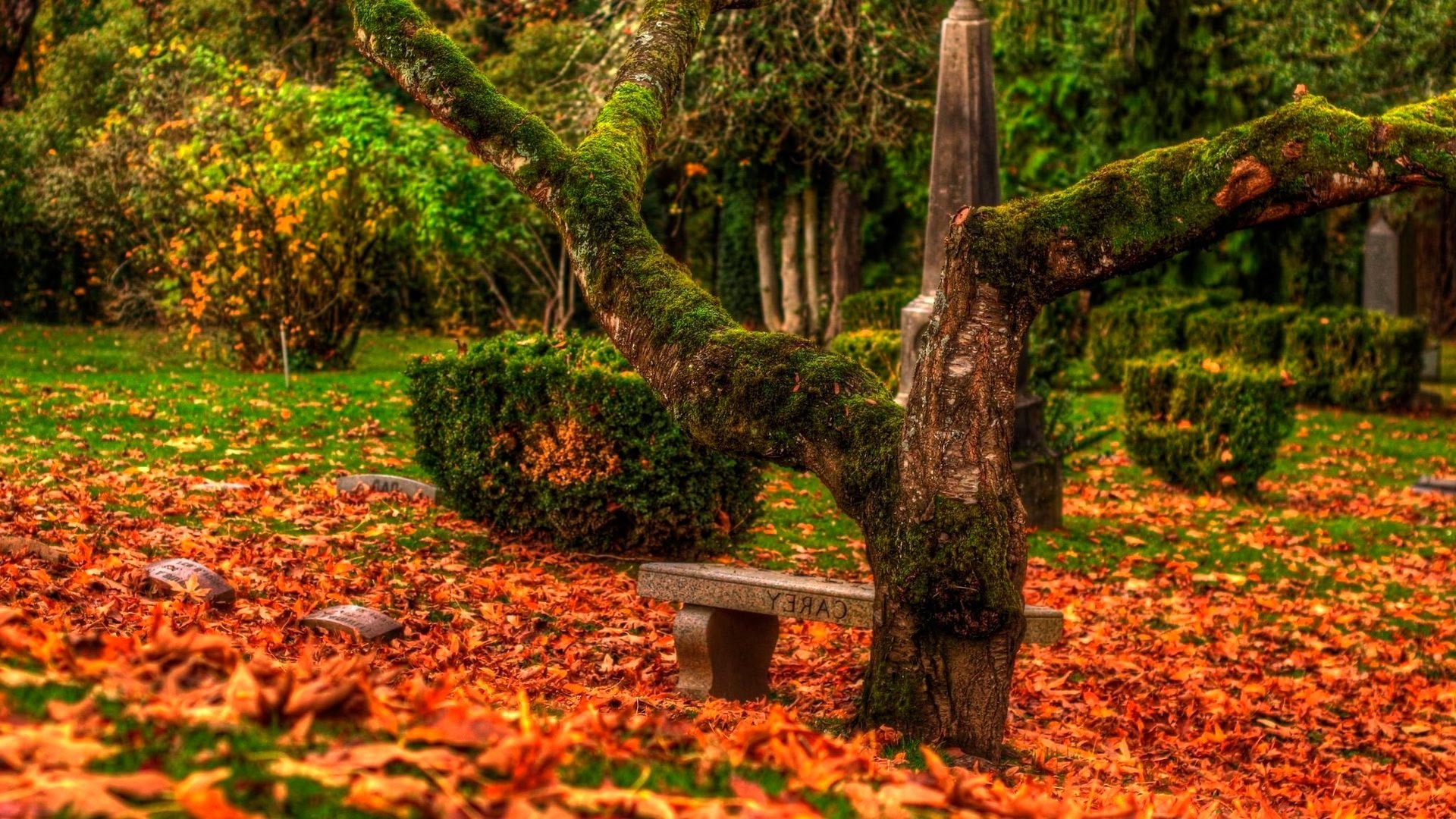 Autumn cemetery with fallen leaves and mossy tree HD Wallpaper