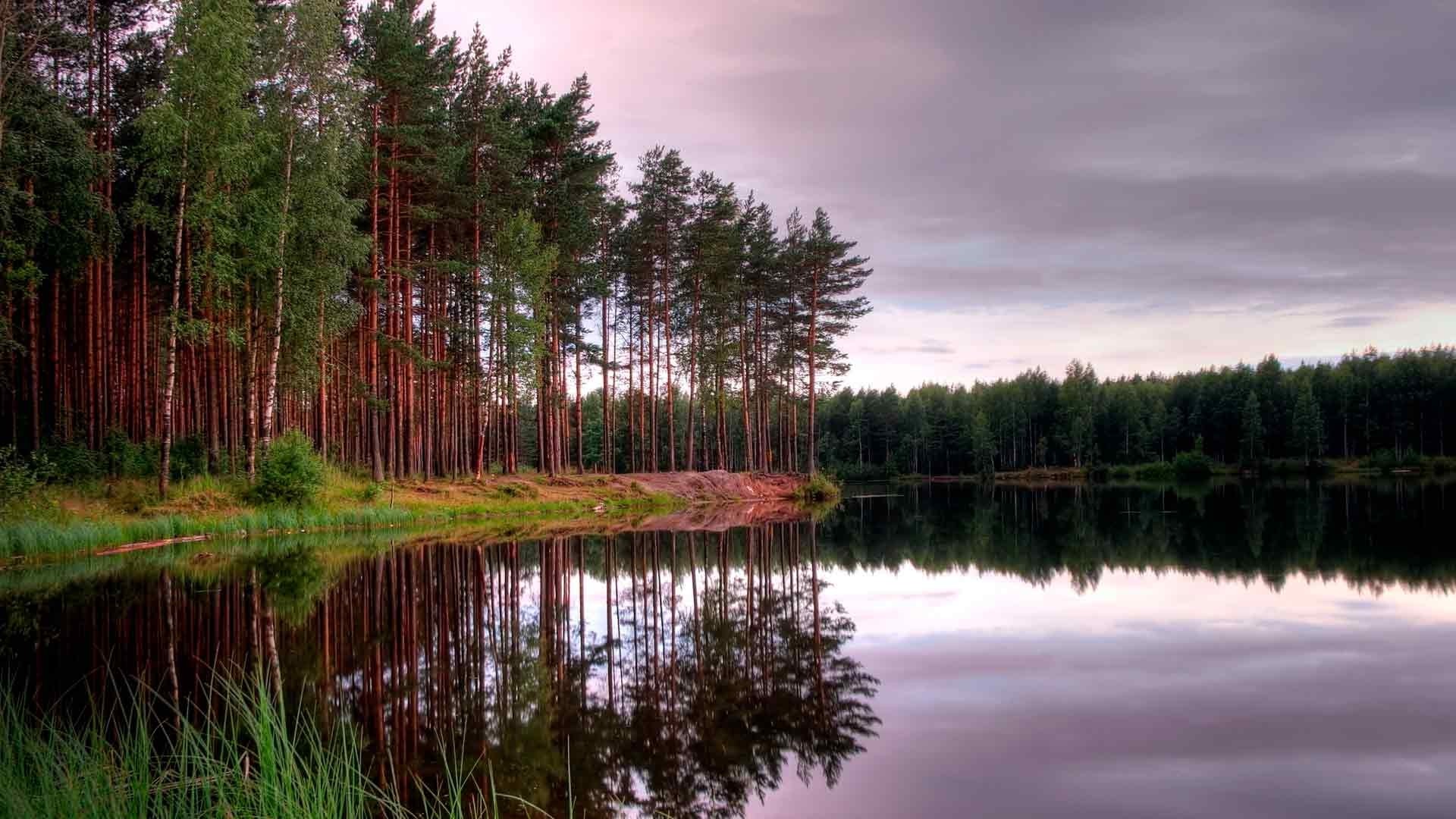 Forest lake at dusk with reflections HD Wallpaper