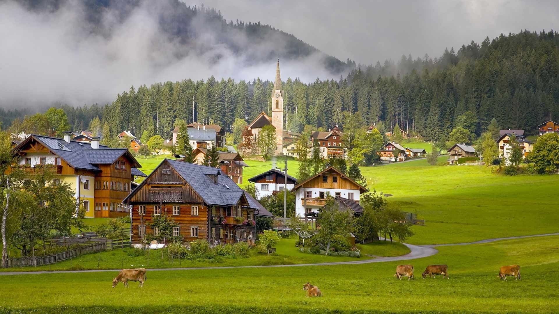 Austrian village with cows and church HD Wallpaper