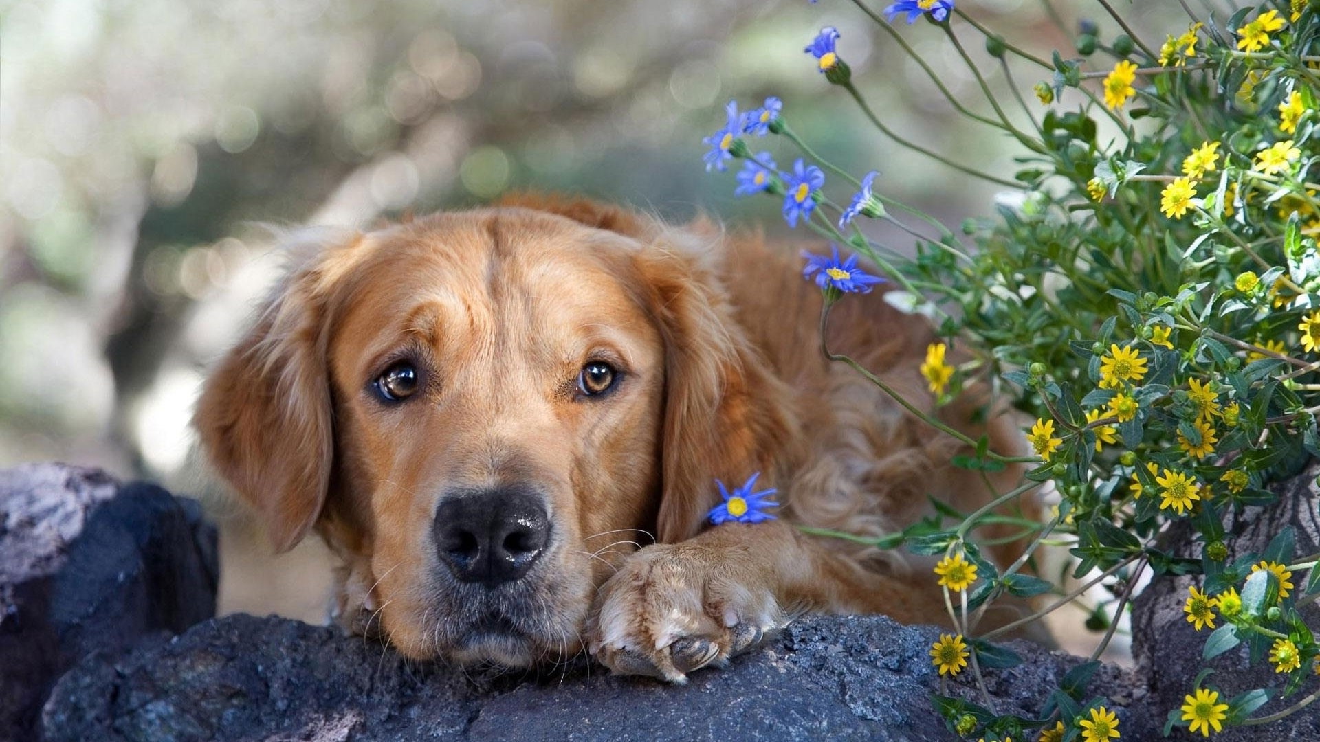 Golden Retriever dog resting near flowers HD Wallpaper