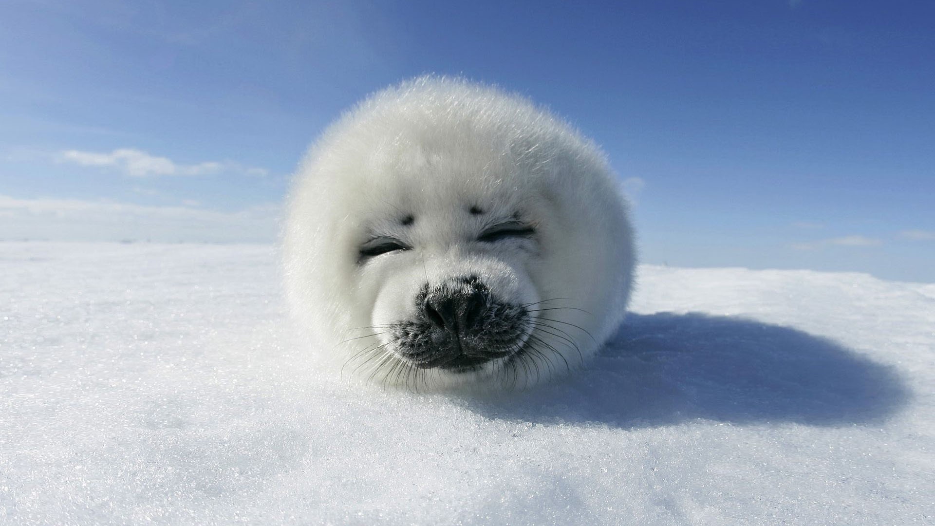 Harp seal pup on ice under blue sky HD Wallpaper