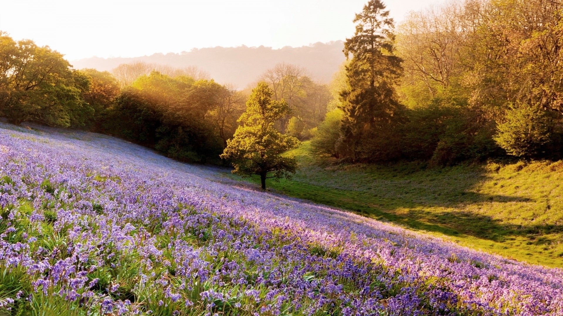 A slope covered in bluebells with trees in the background HD Wallpaper