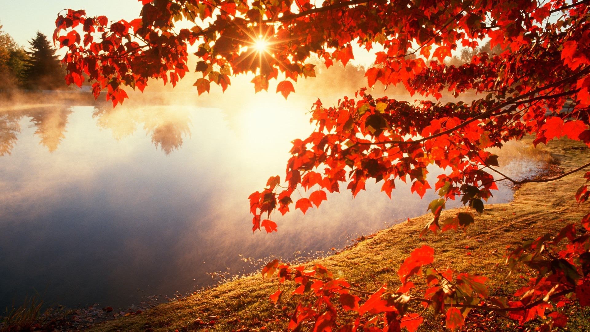 Sun shining through autumn leaves over misty lake HD Wallpaper