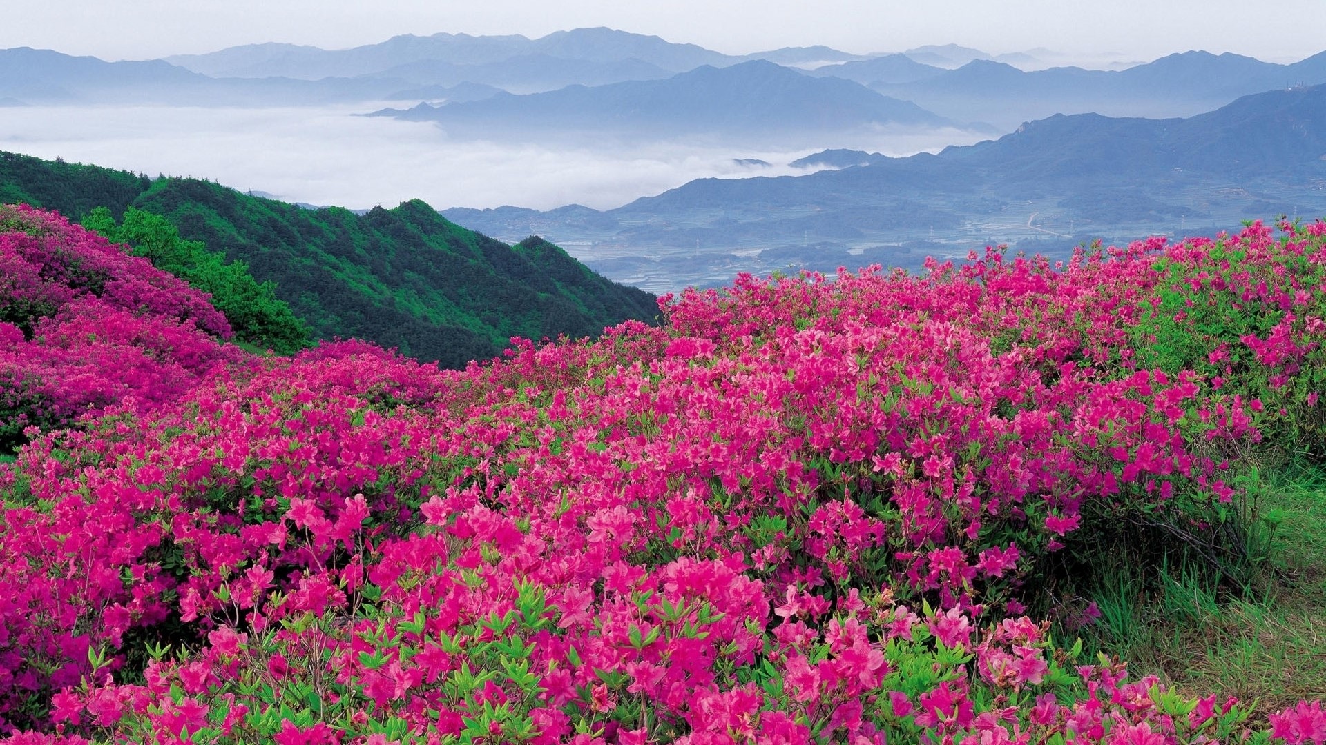 Pink Azaleas Blooming on a Mountain with Misty Valleys HD Wallpaper