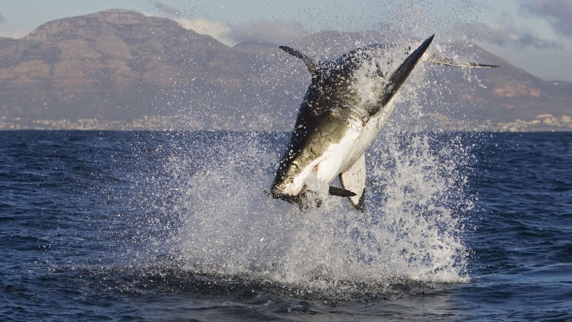 Great White Shark breaching from the ocean HD Wallpaper