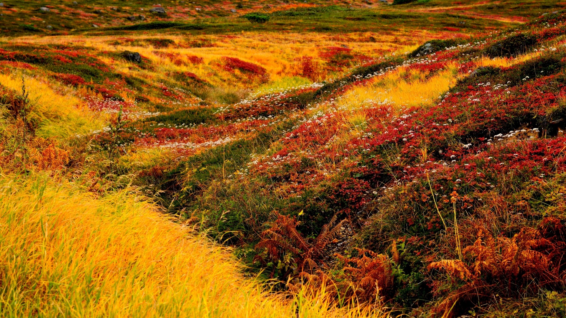 Autumnal landscape in Hokkaido with colorful foliage HD Wallpaper