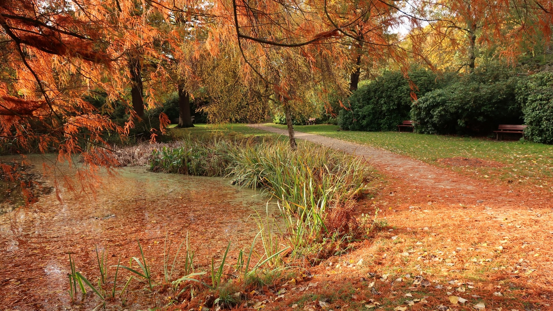 Autumn park with pond and pathway HD Wallpaper