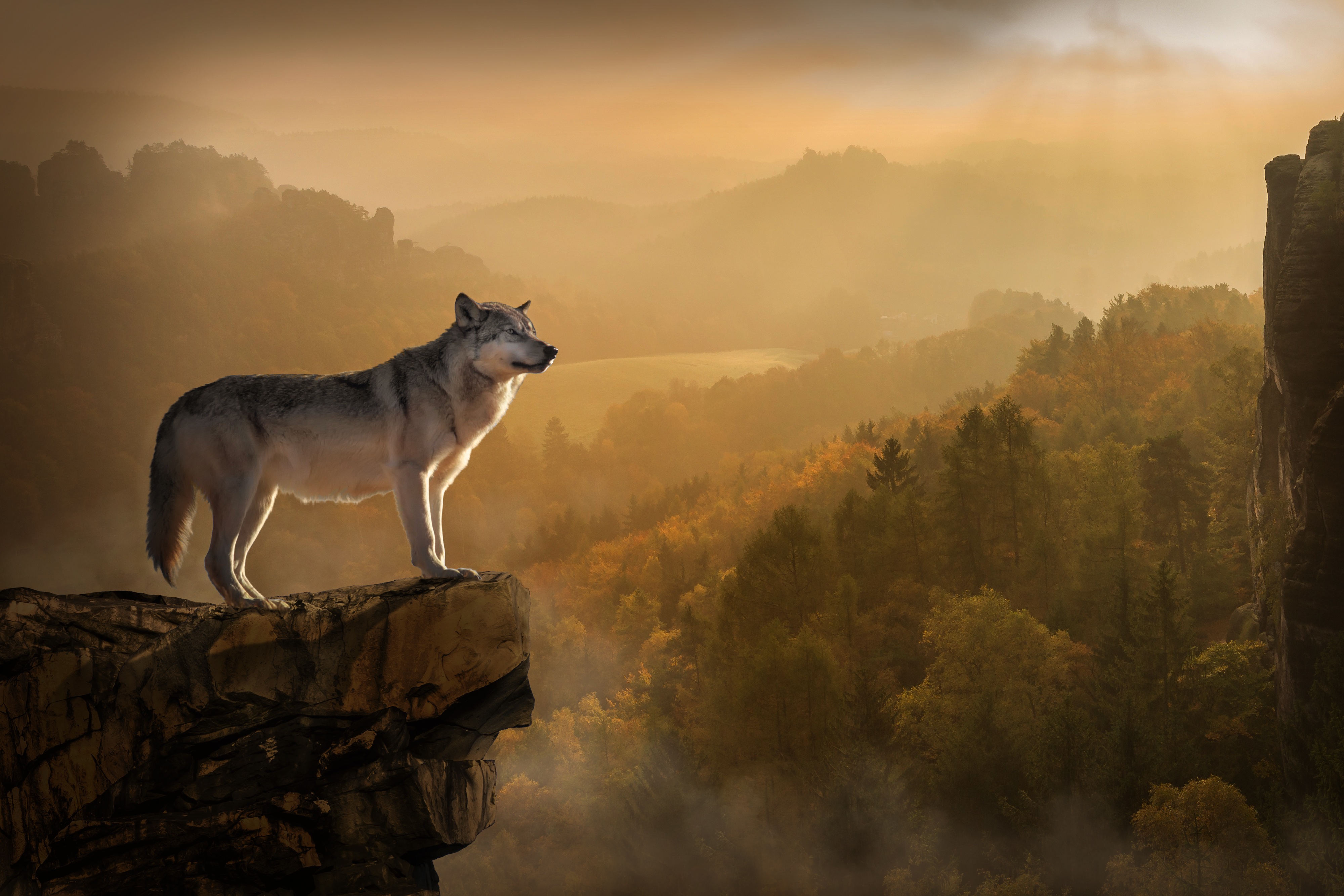 Wolf on a cliff overlooking a foggy forest HD Wallpaper