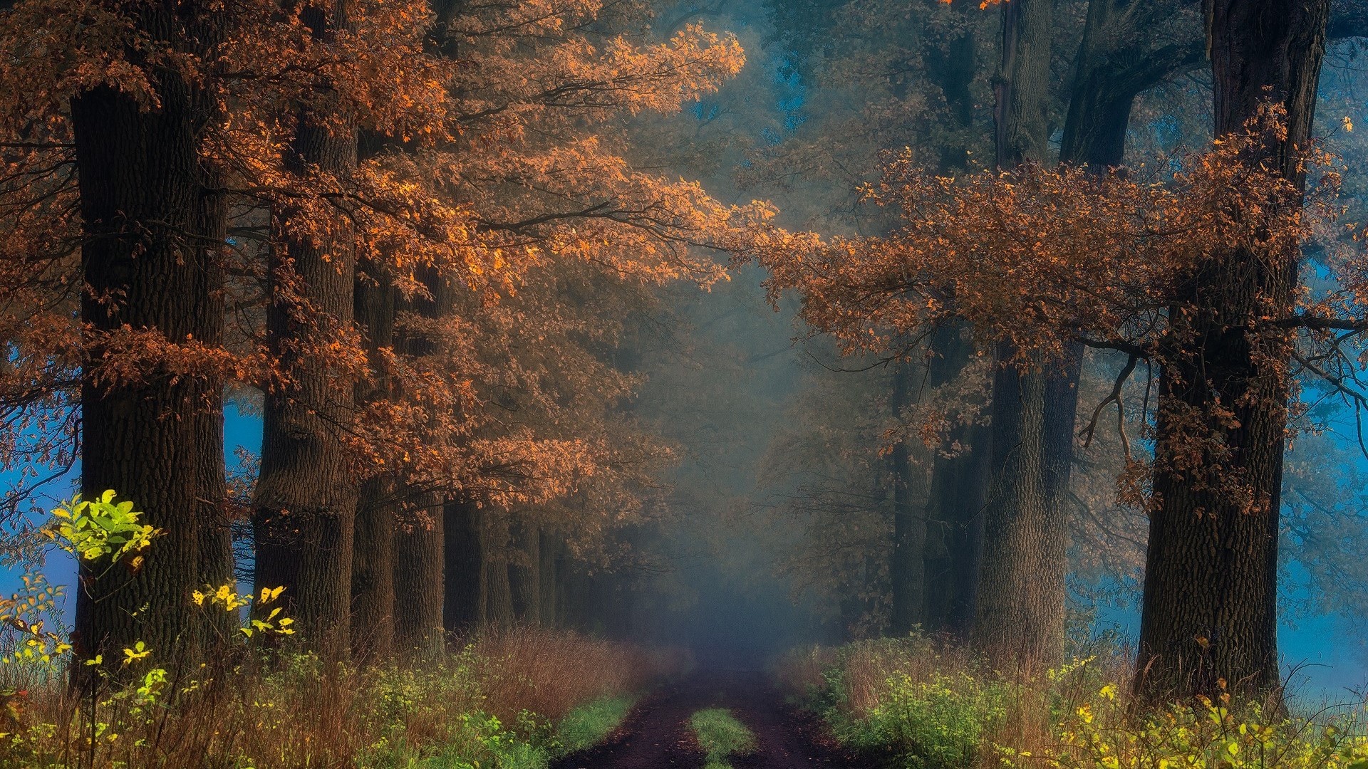 Autumn forest path with colorful leaves and fog HD Wallpaper