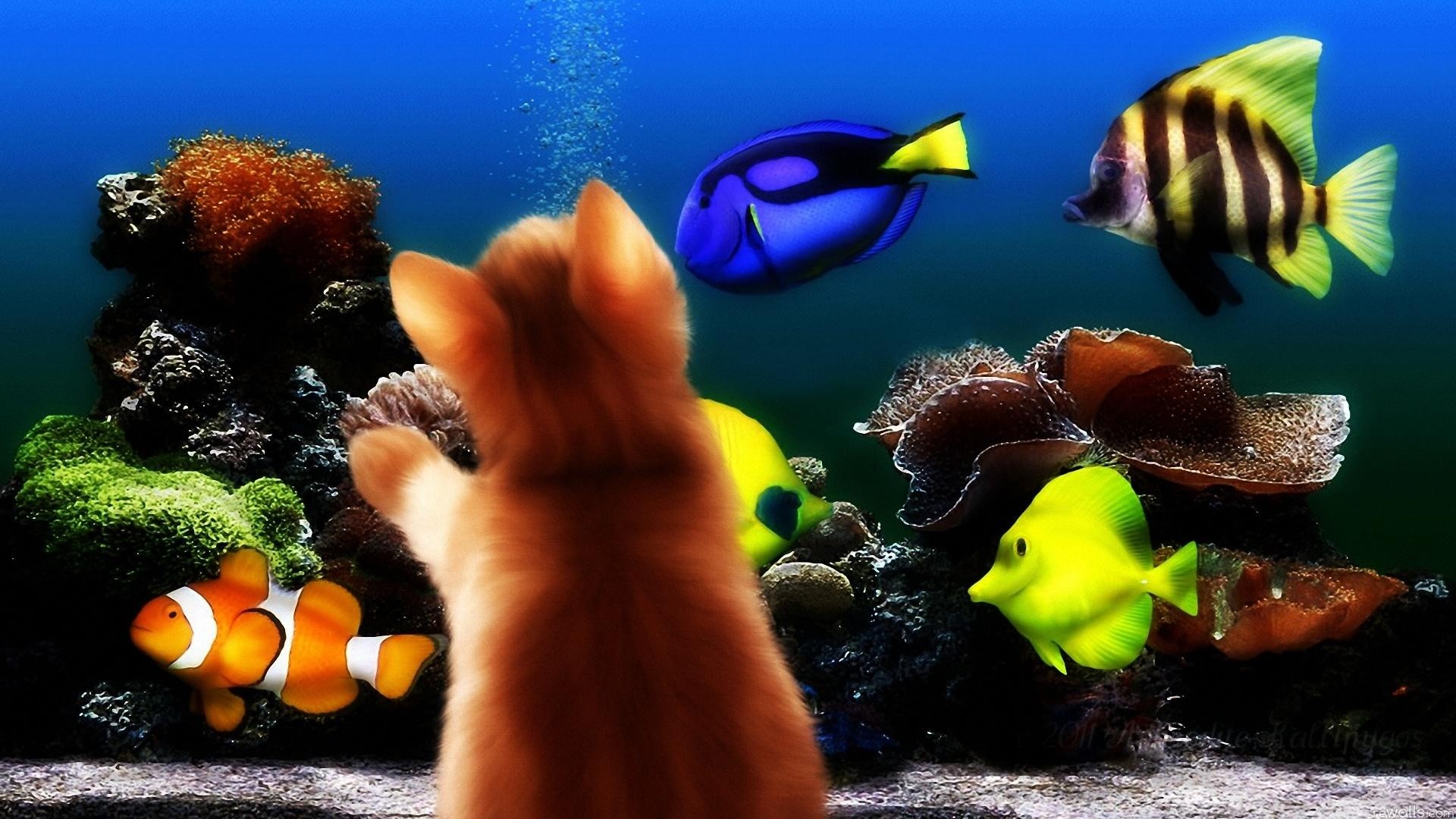 Cat looking at fish in aquarium HD Wallpaper
