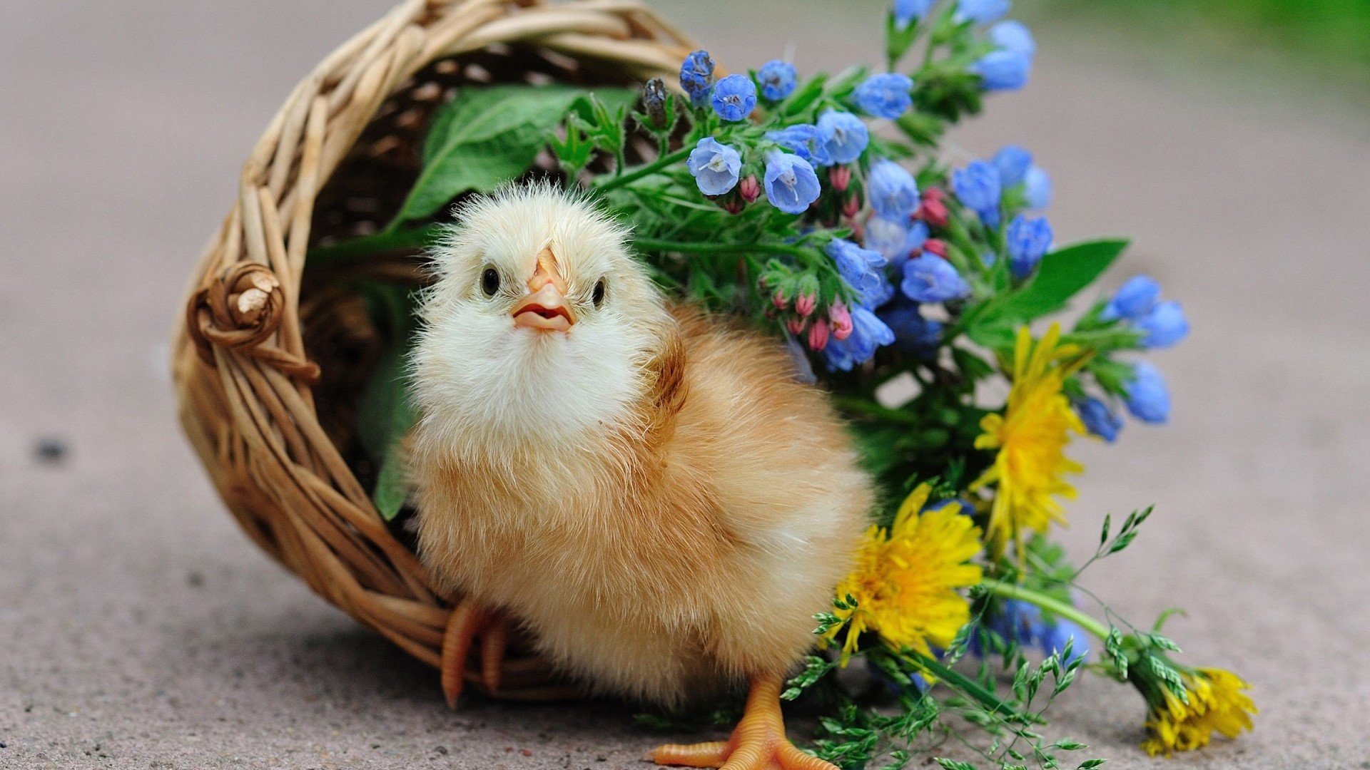 A chick in a basket with flowers HD Wallpaper