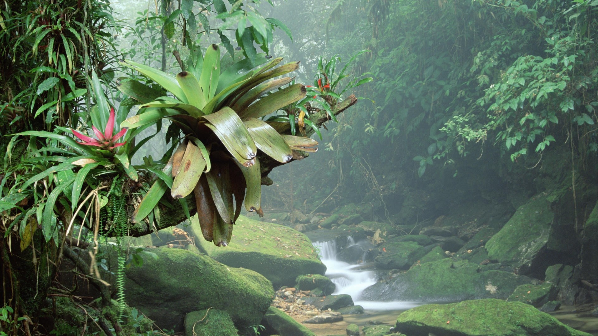 Bromeliads and stream in a misty rainforest HD Wallpaper