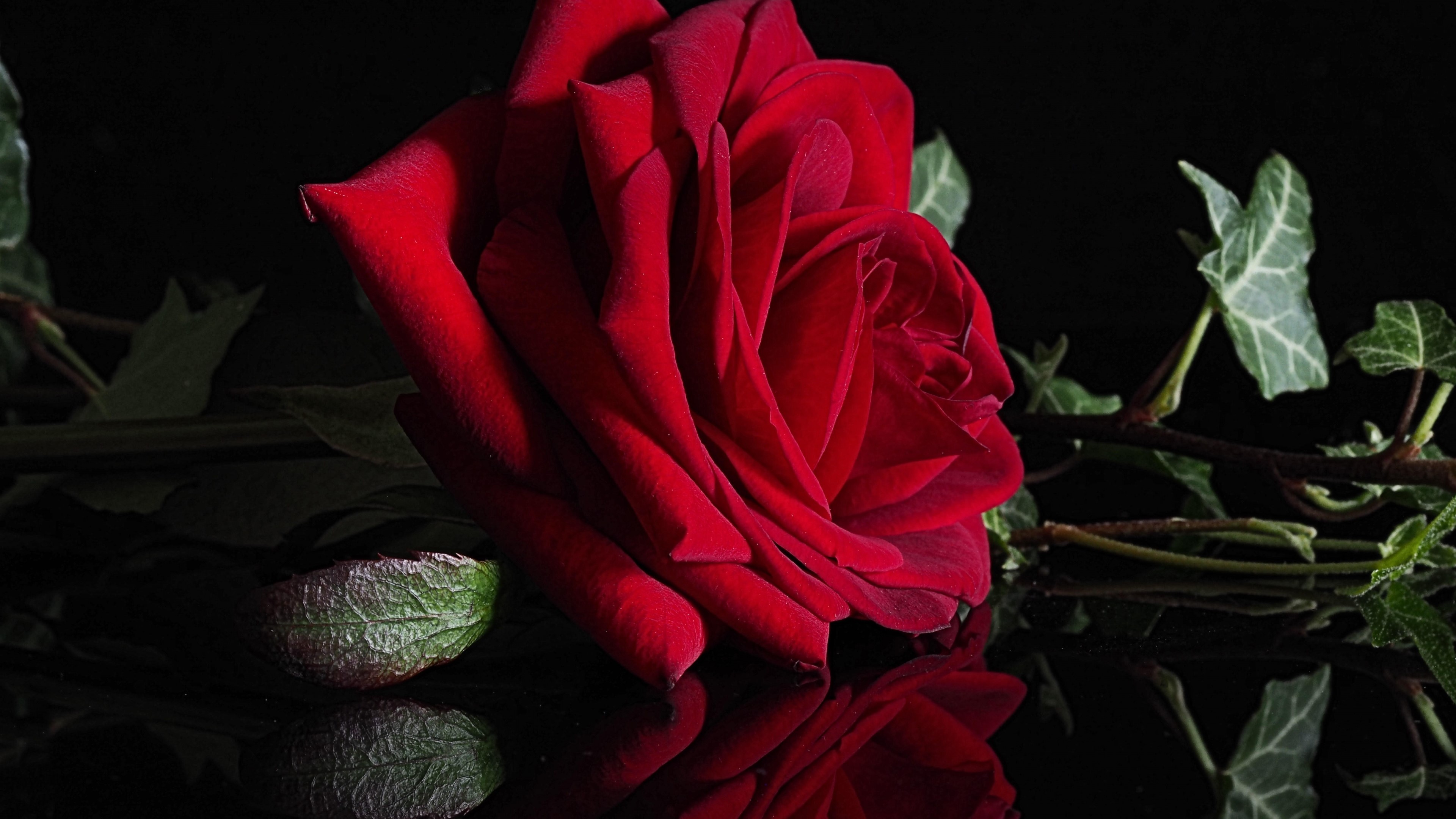Red rose with ivy and reflection HD Wallpaper