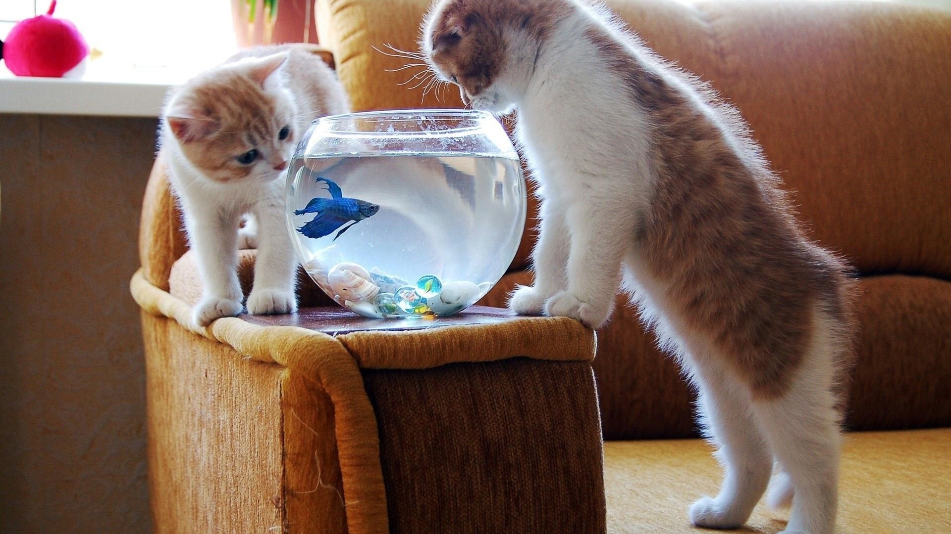 Two kittens curiously watching a betta fish in a fishbowl HD Wallpaper