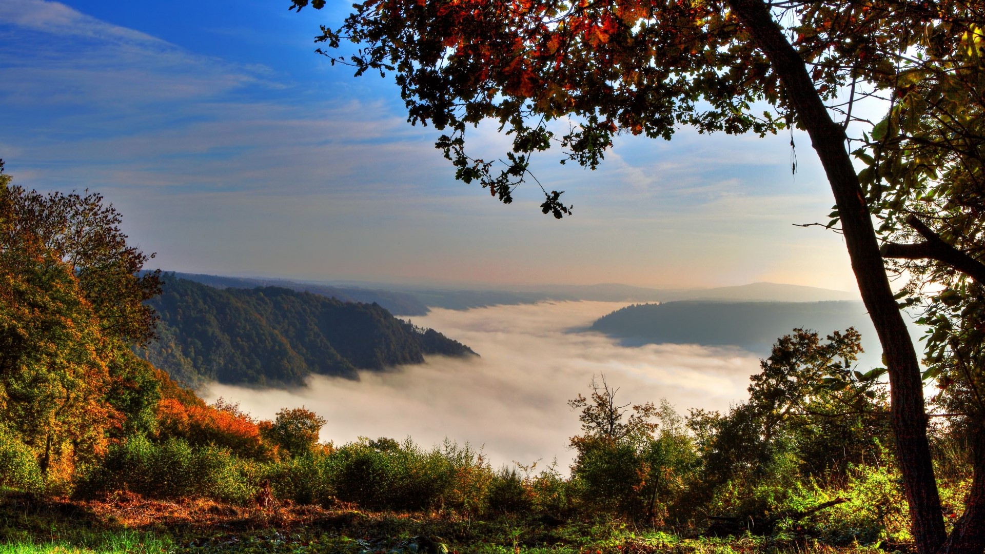 Misty valley in autumn forest at sunrise HD Wallpaper