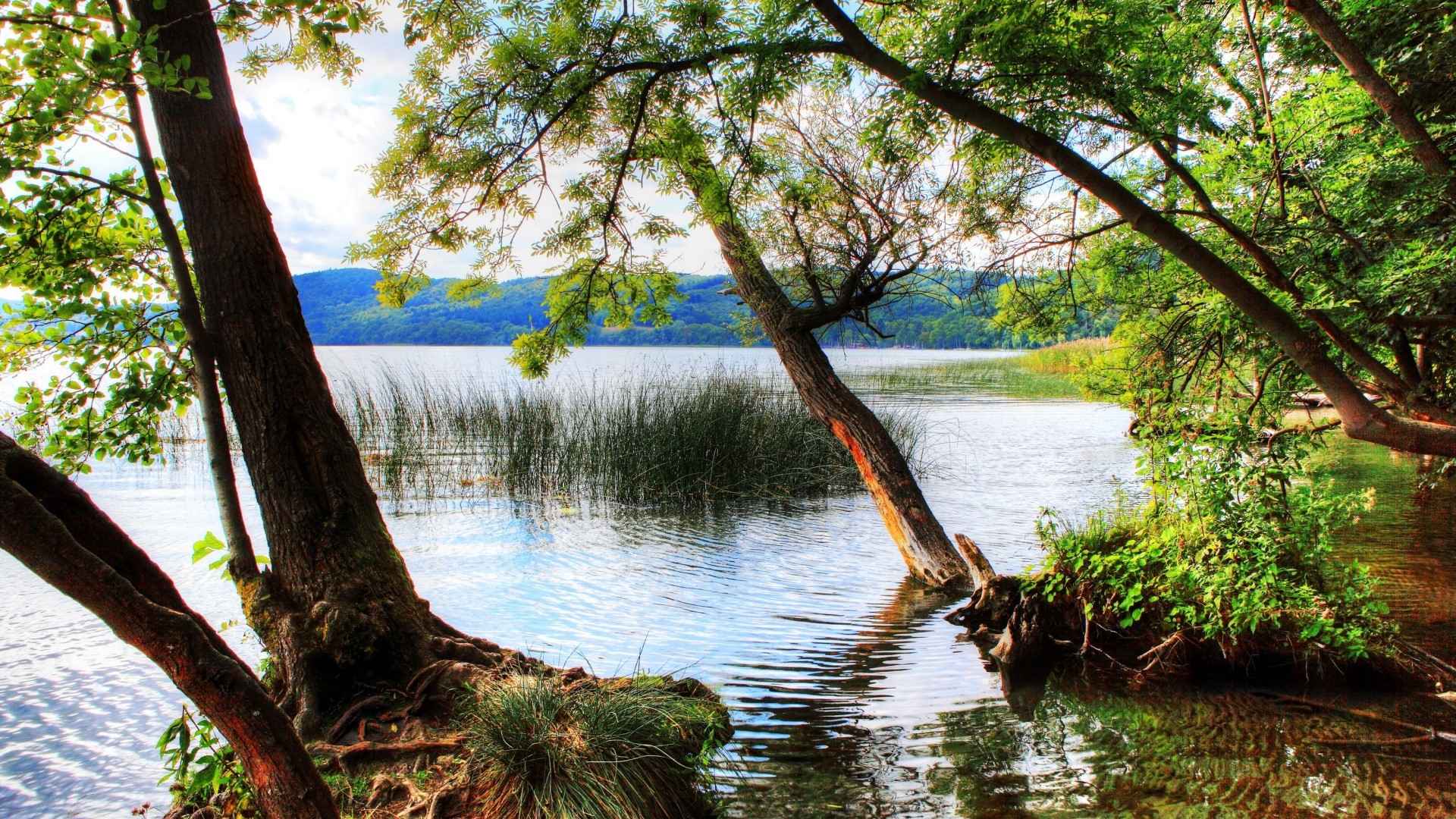 Trees leaning over a calm lake with reeds HD Wallpaper